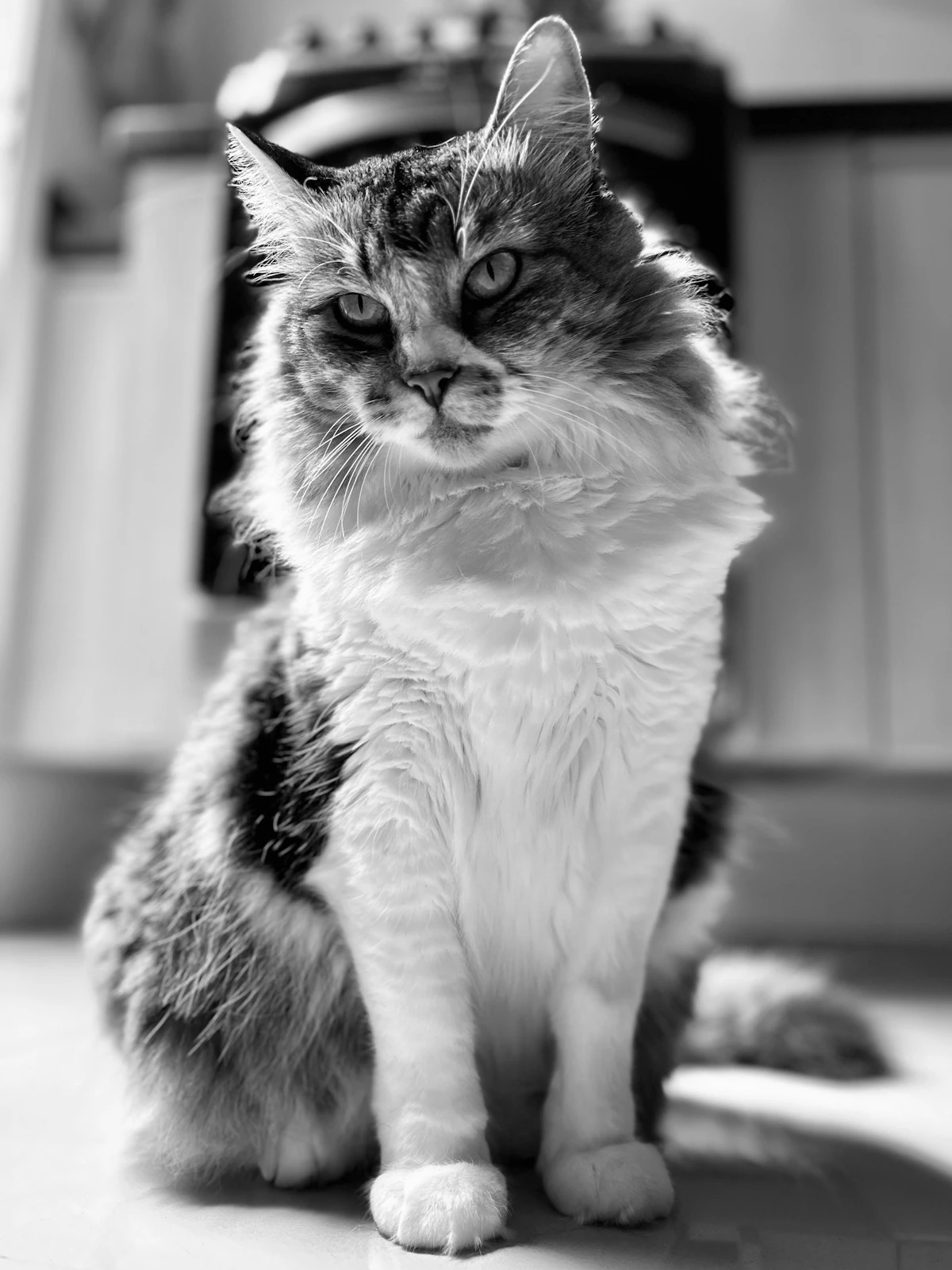 Katze blickt aufmerksam in die Kamera