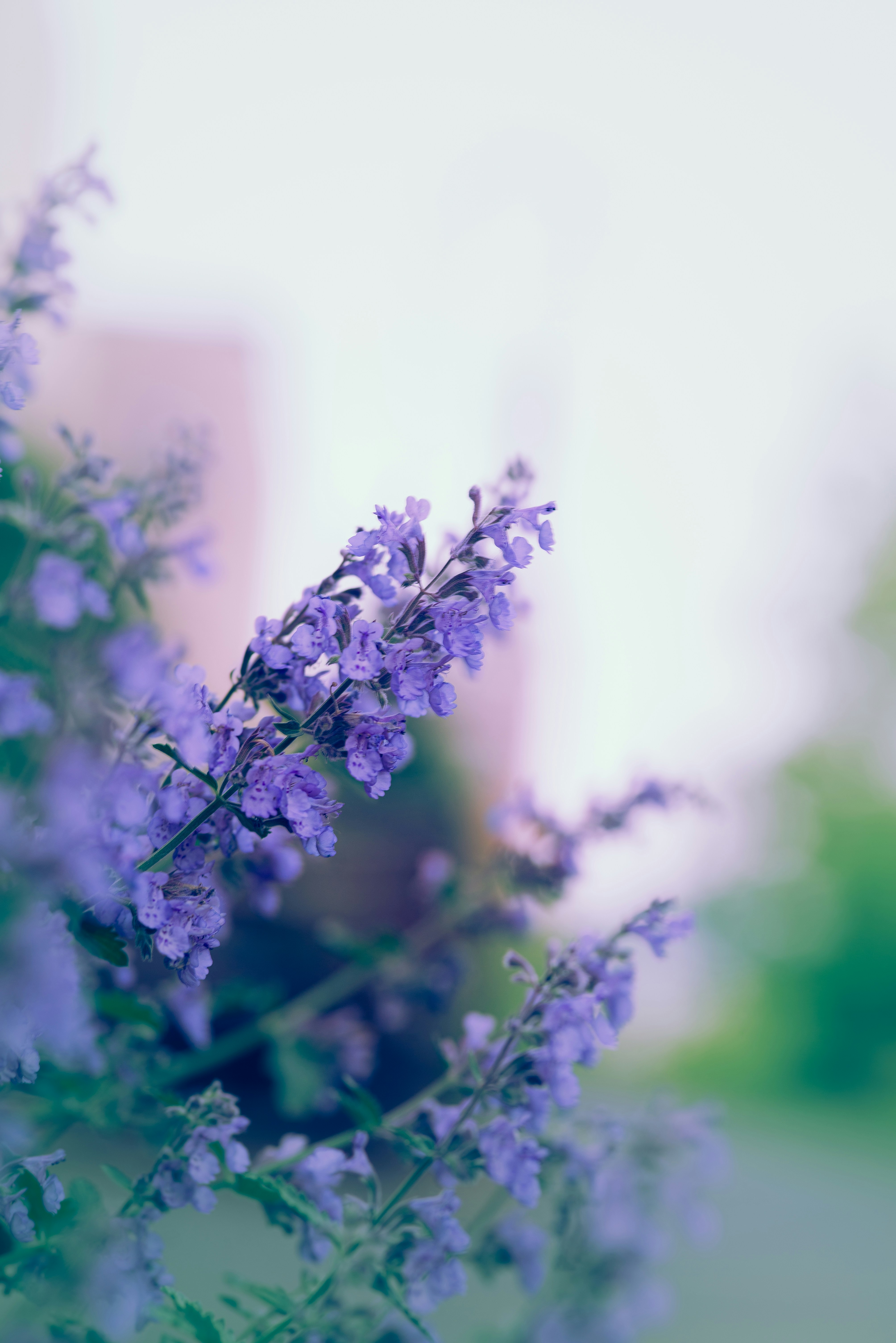 Purple flowers bloom in a soft, dreamy light. photo – Free Flower Image on  Unsplash, image size:3000x4494