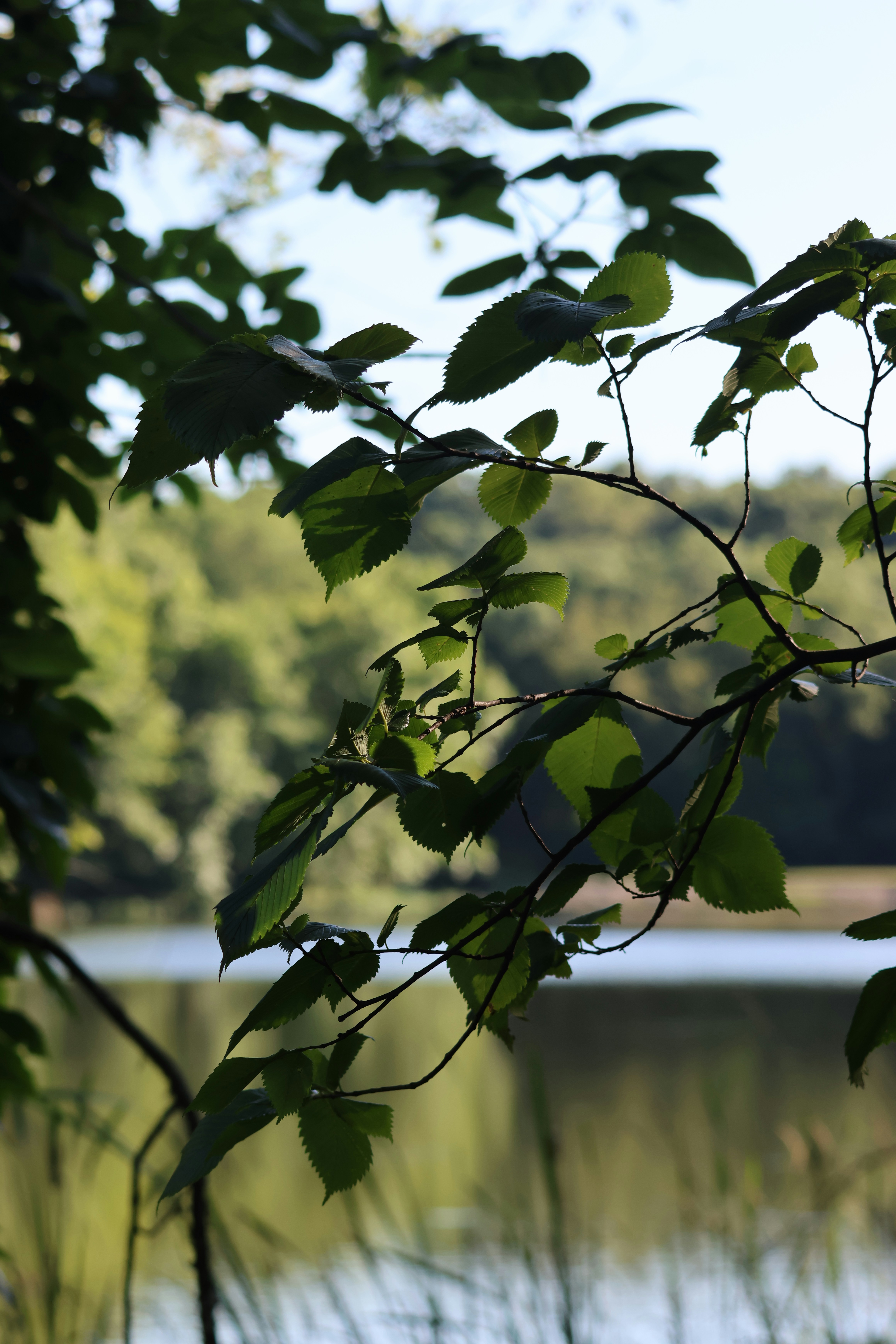 Photo by cornthechicken