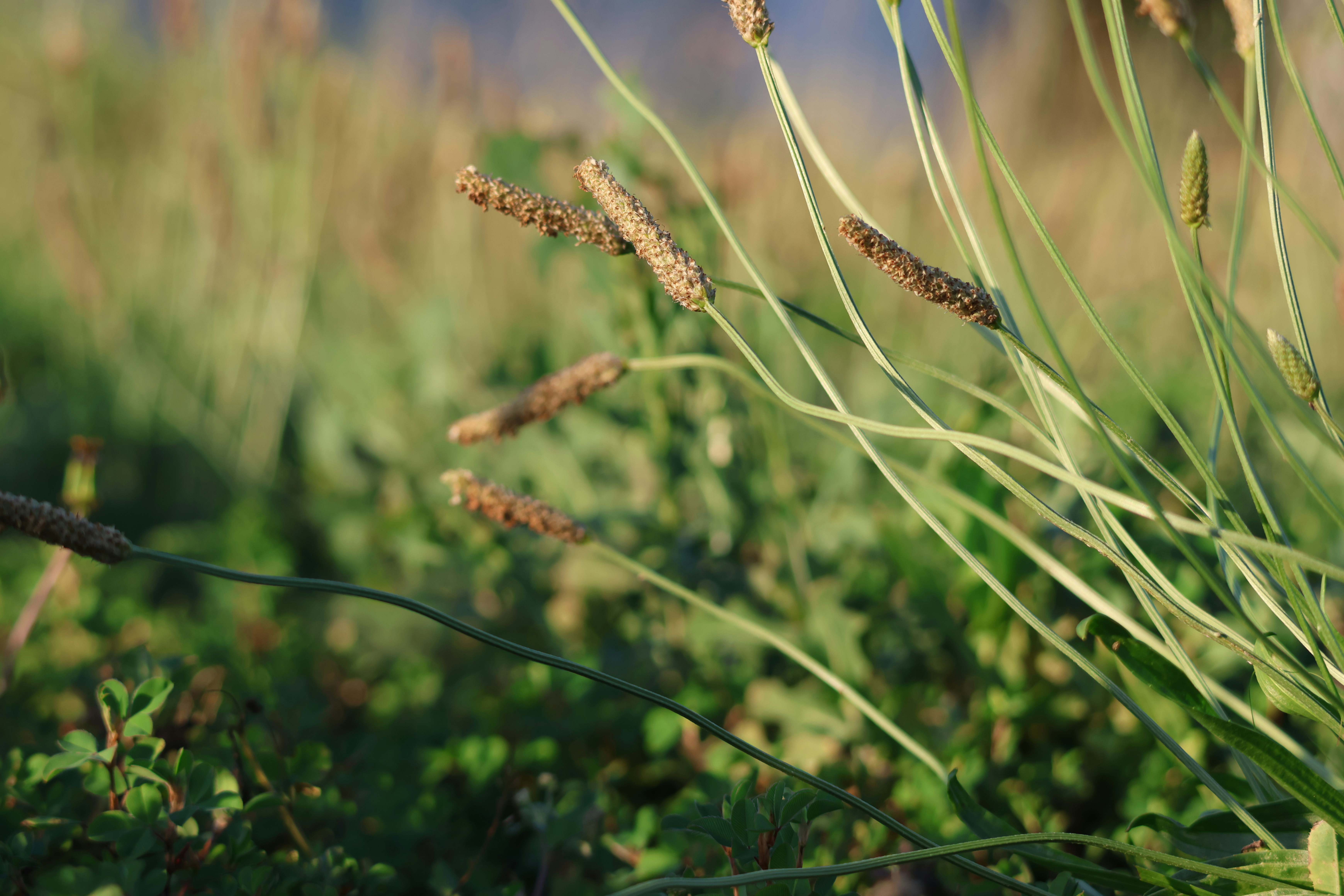 Photo by cornthechicken