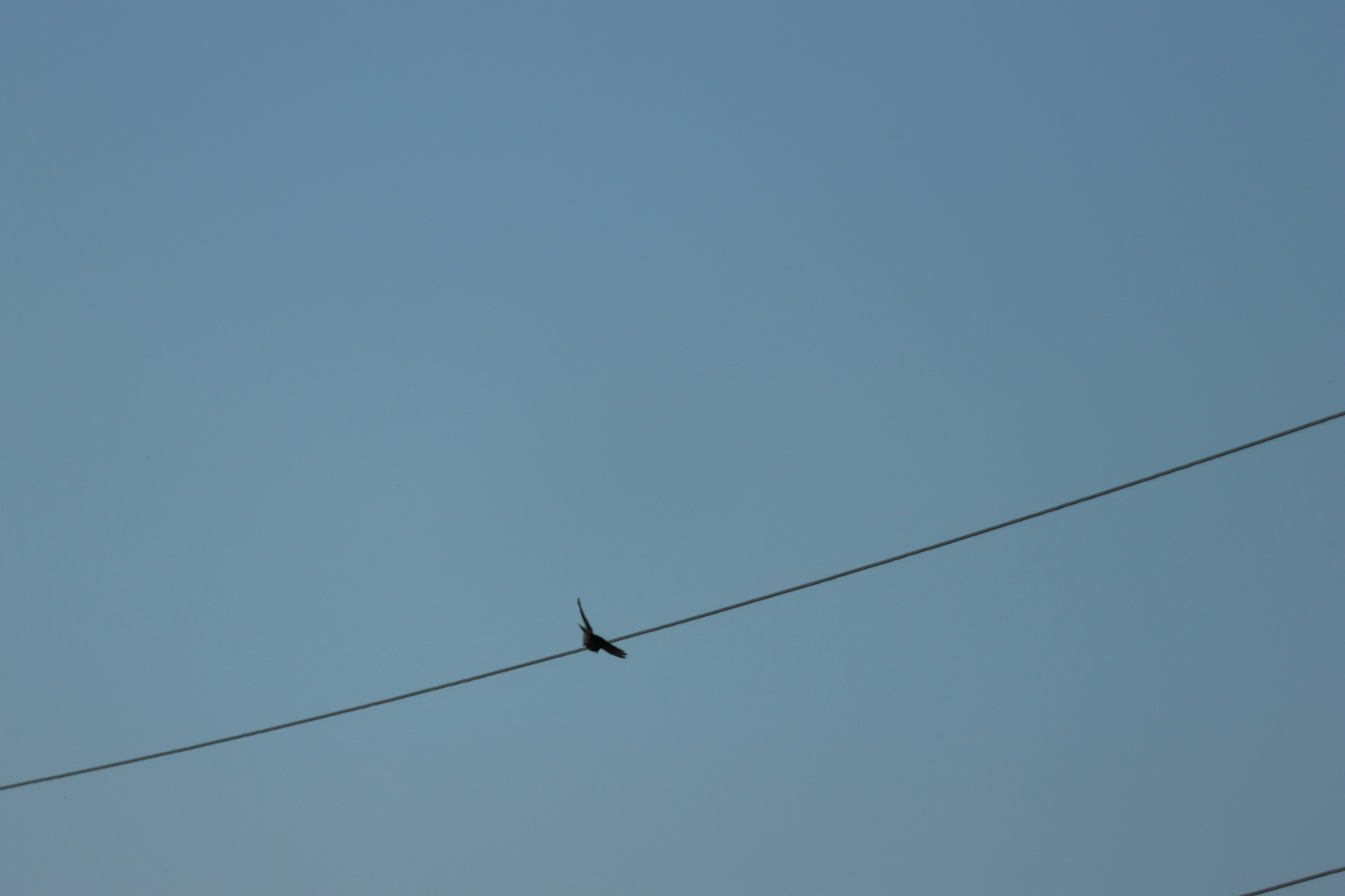 Photo by cornthechicken