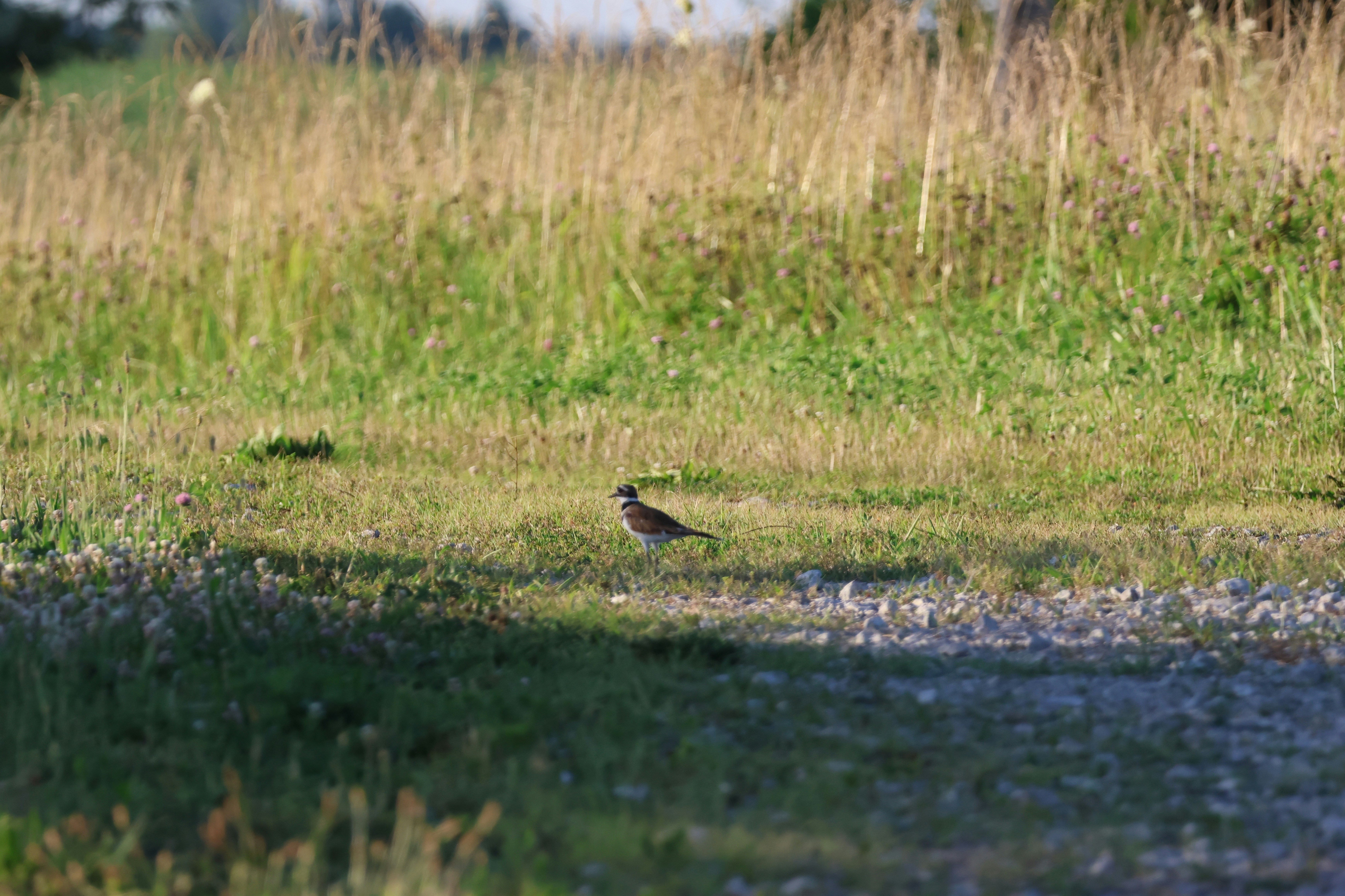 Photo by cornthechicken