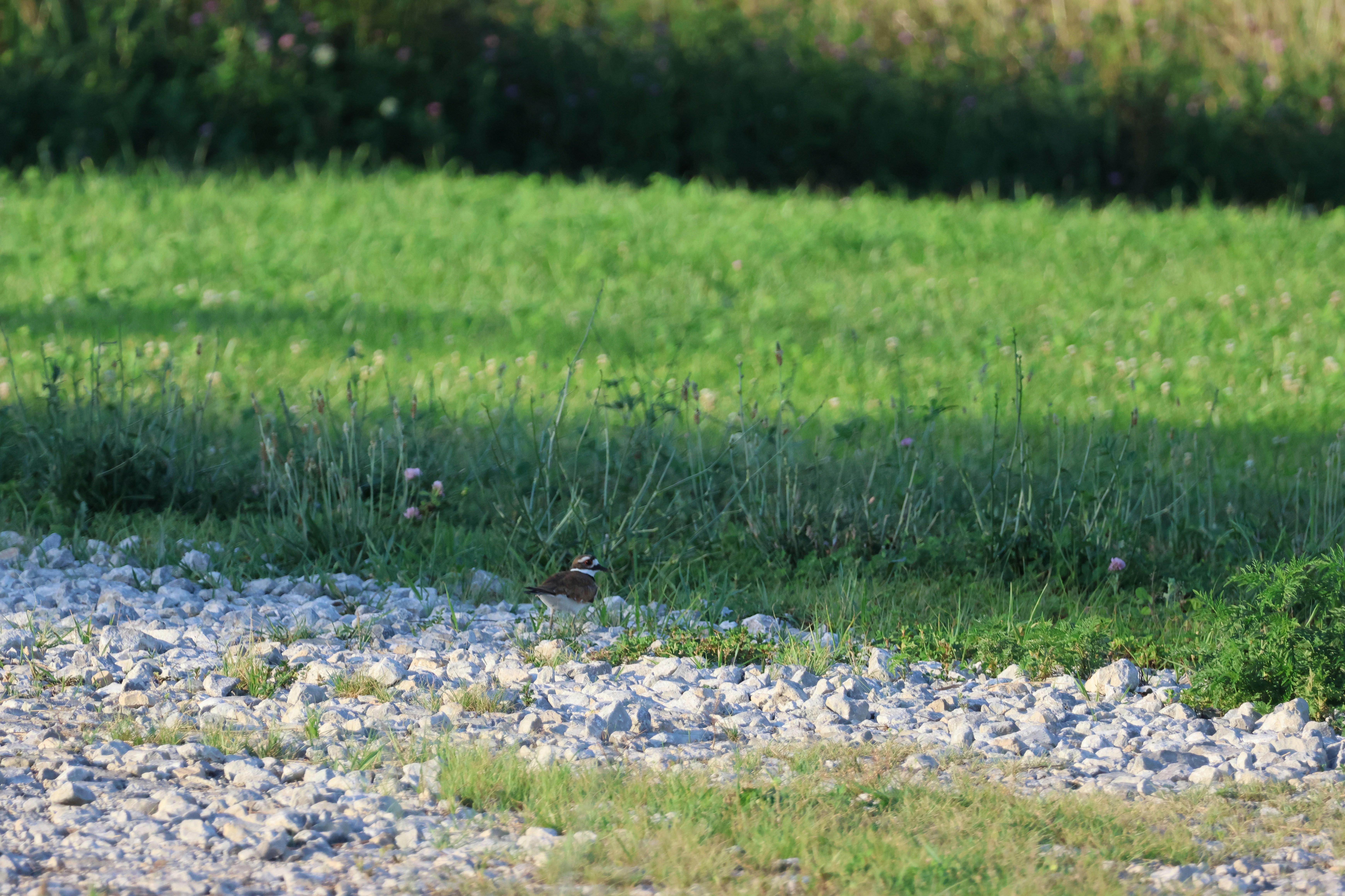 Photo by cornthechicken