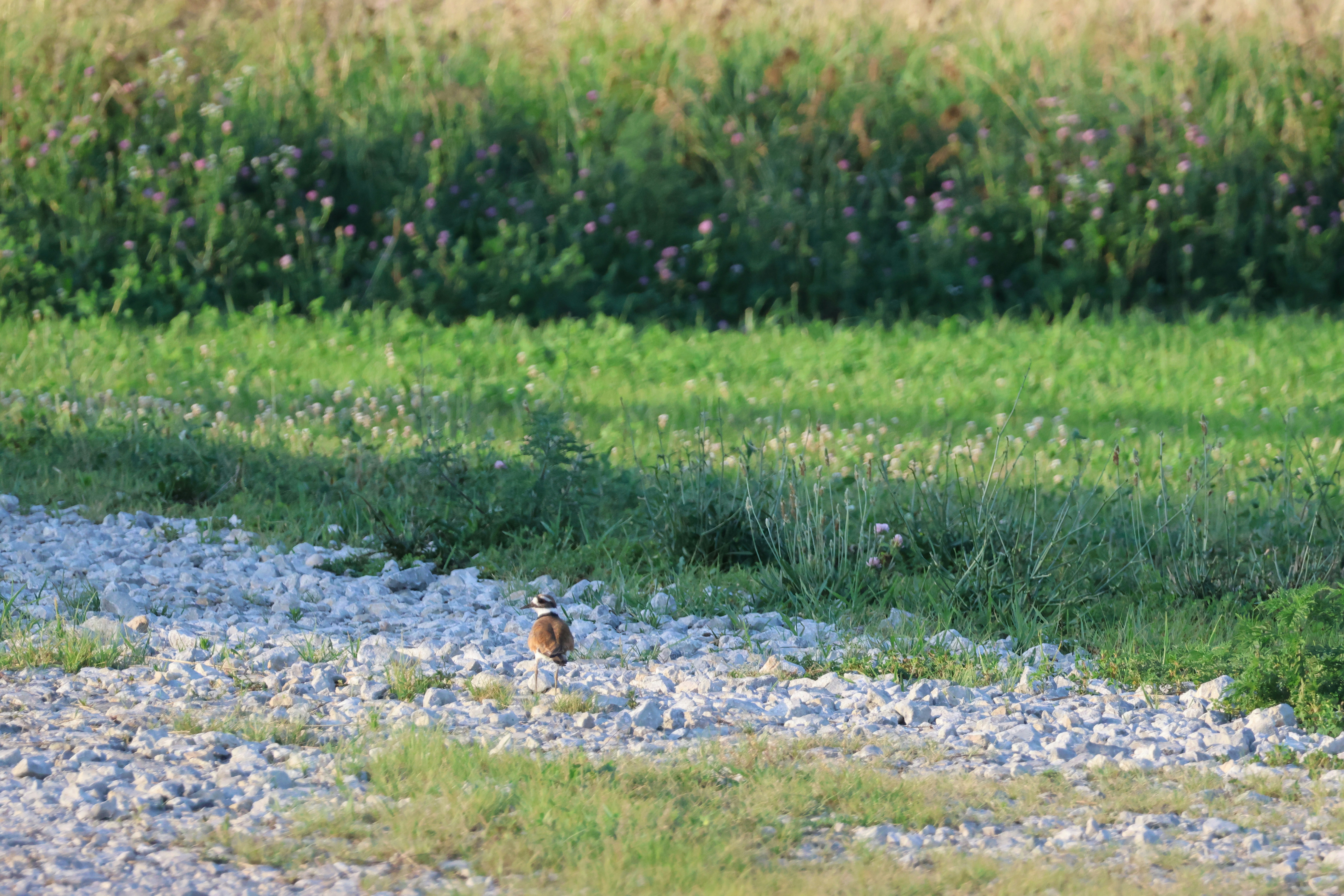 Photo by cornthechicken