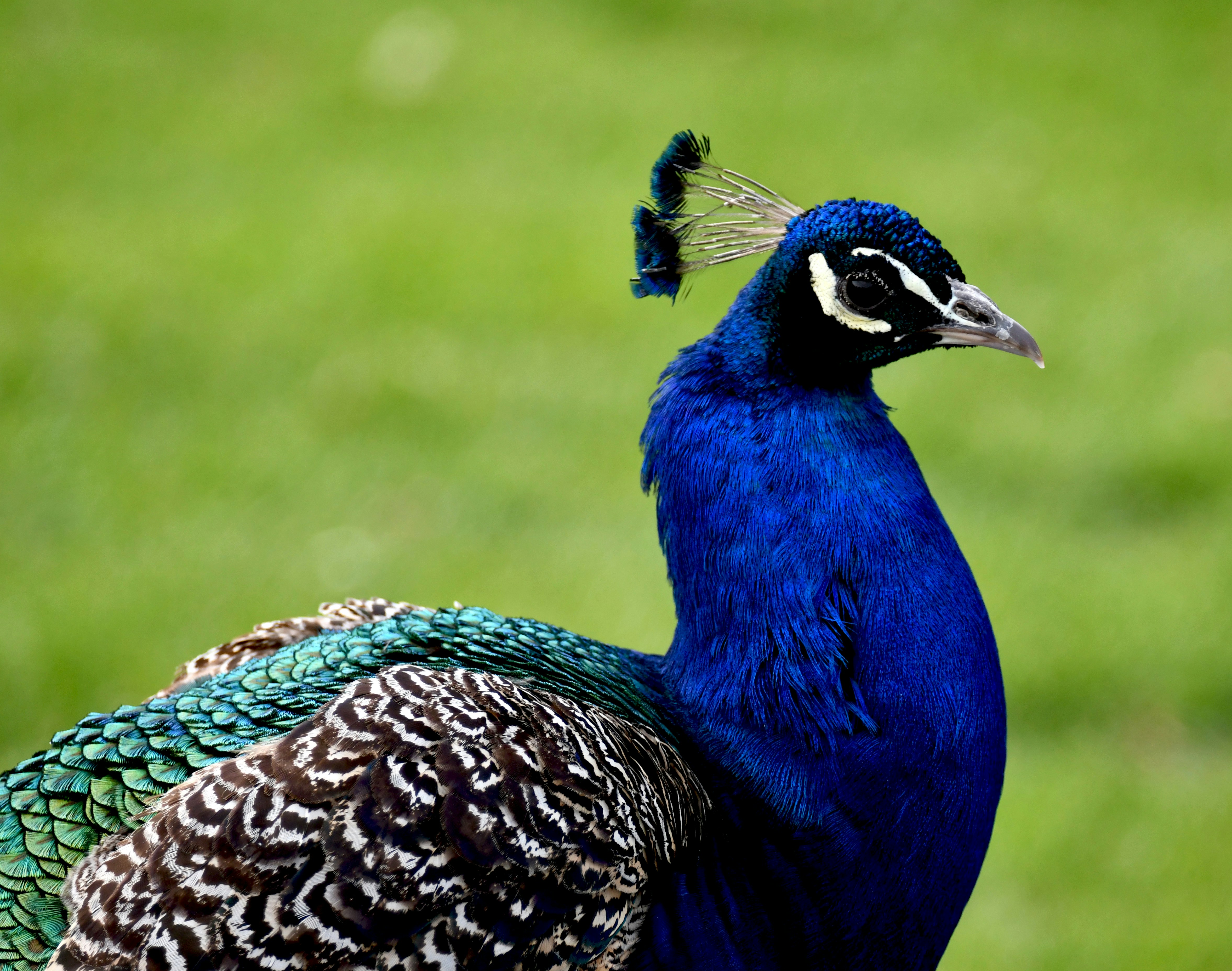 A vibrant peacock stands proudly against greenery.