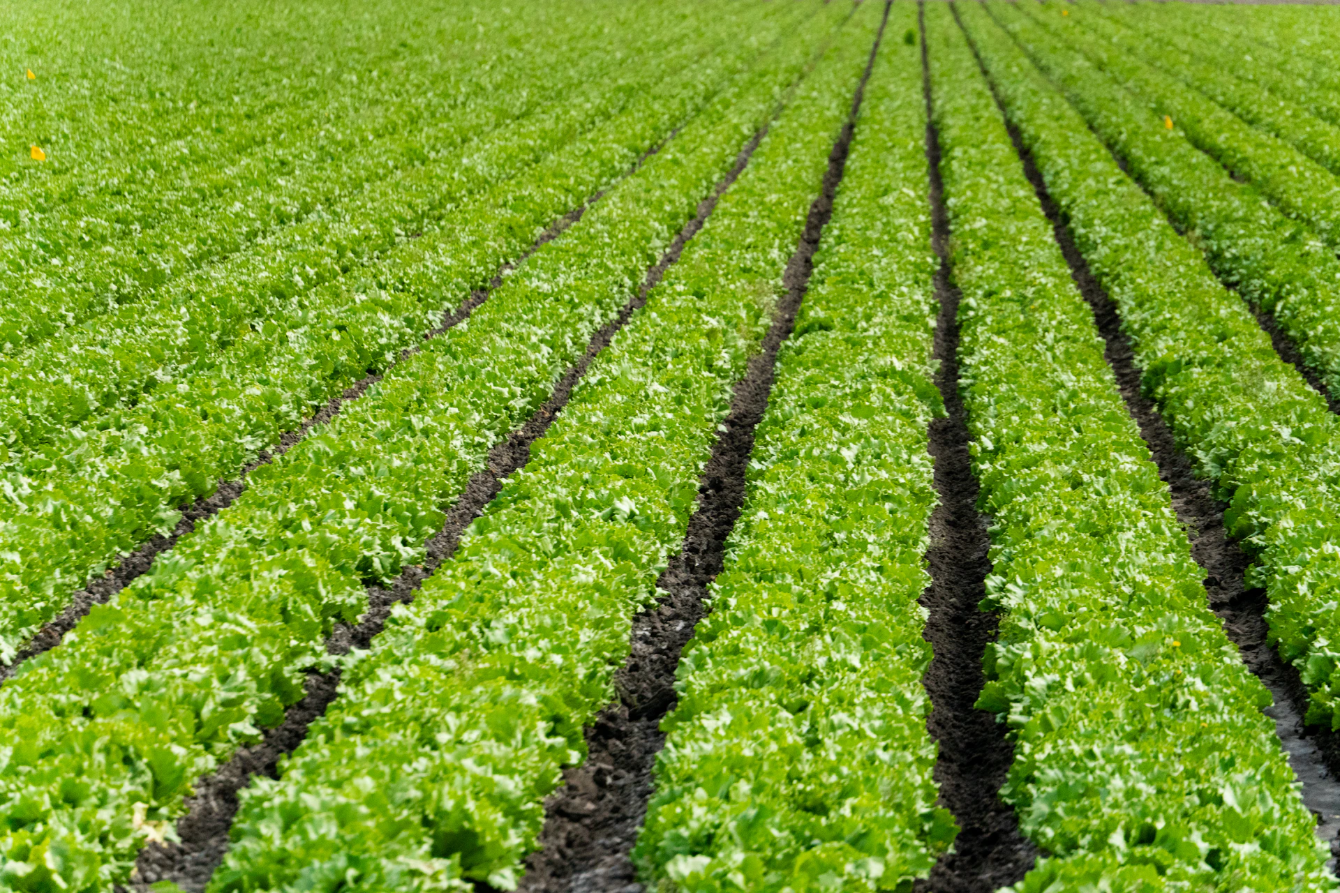 Rows of lettuce growing in a field