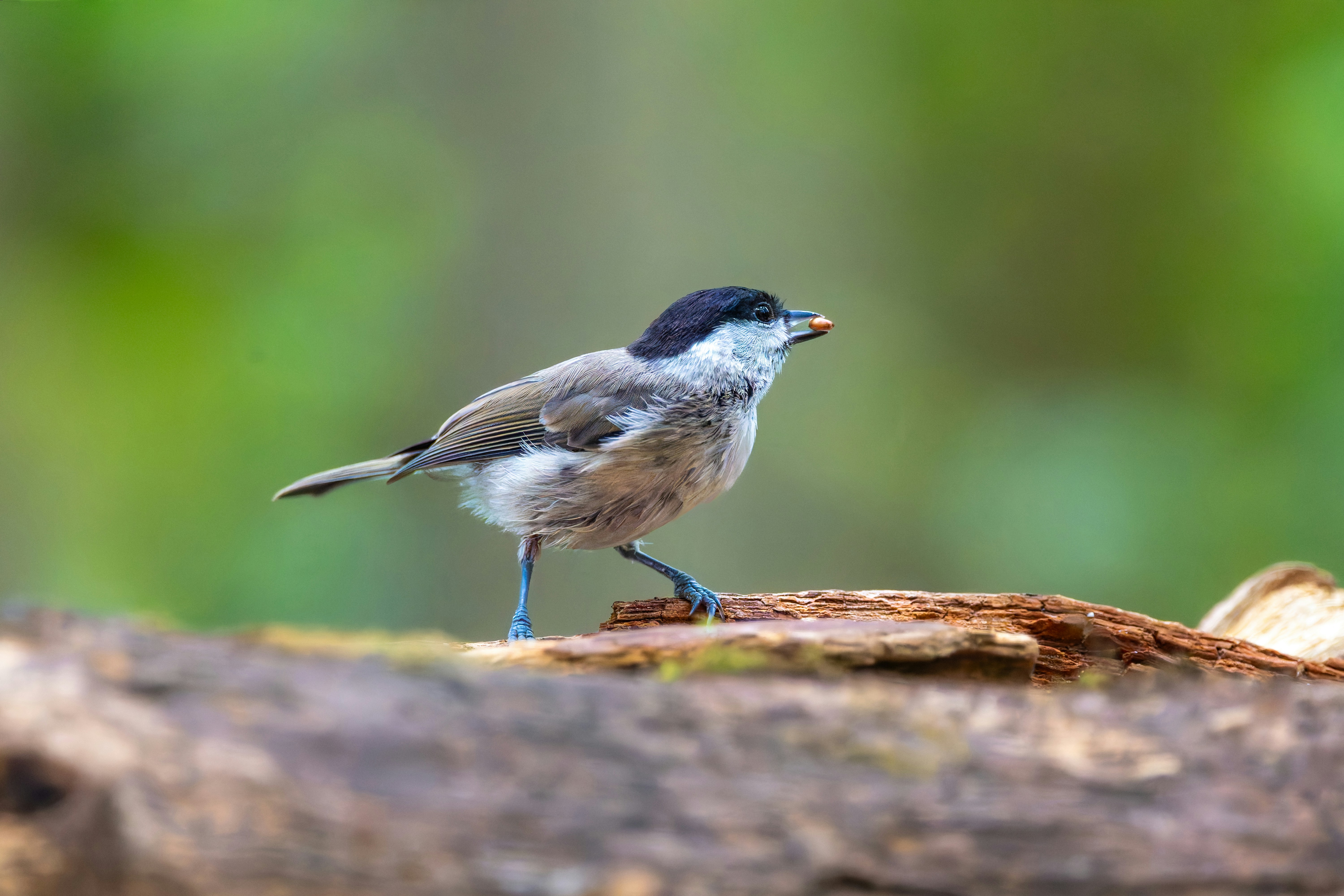 Photo by siegfriedpoepperl