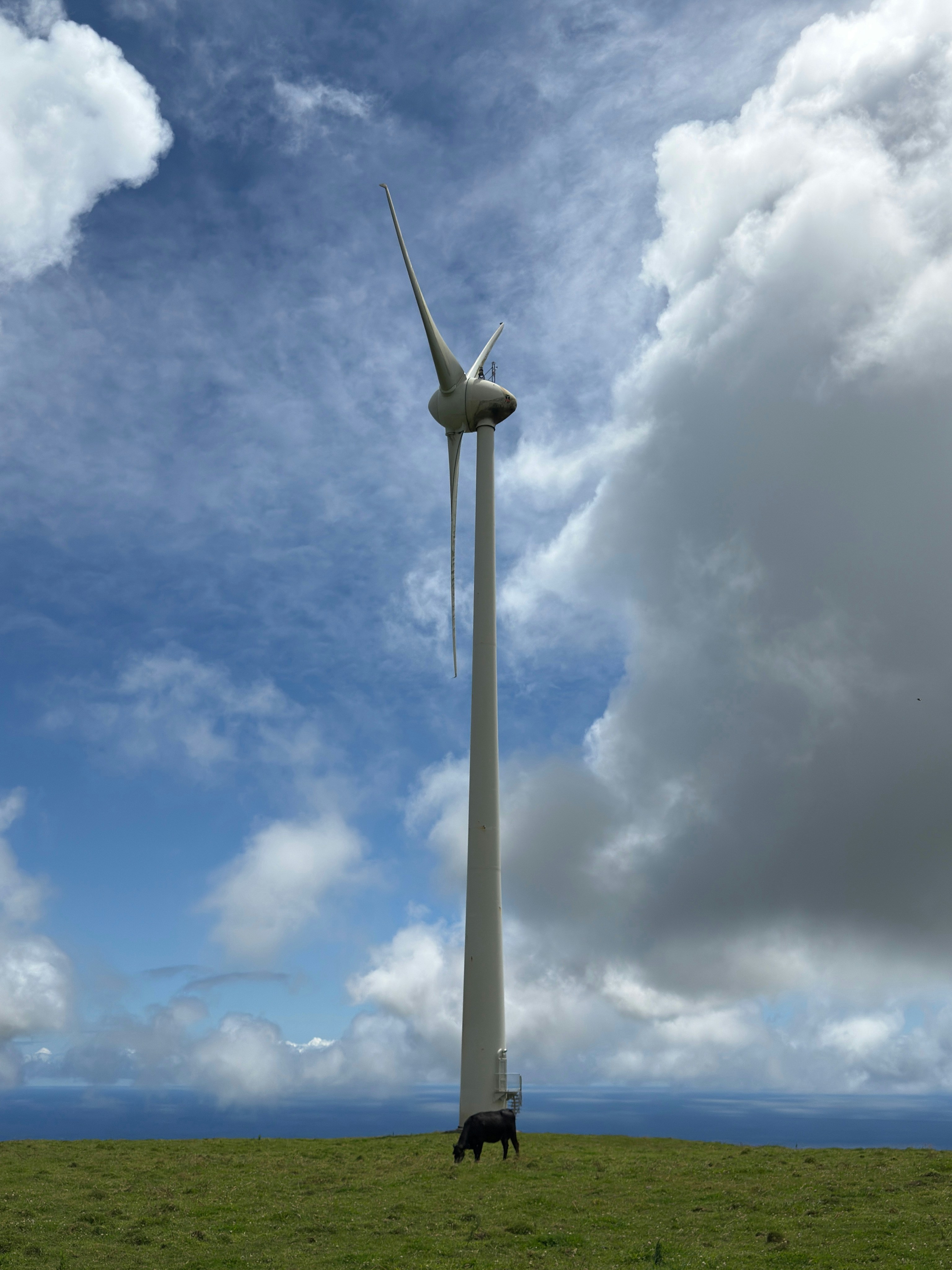 풍력 터빈이 풀을 뜯는 소 위에 우뚝 서 있습니다.
