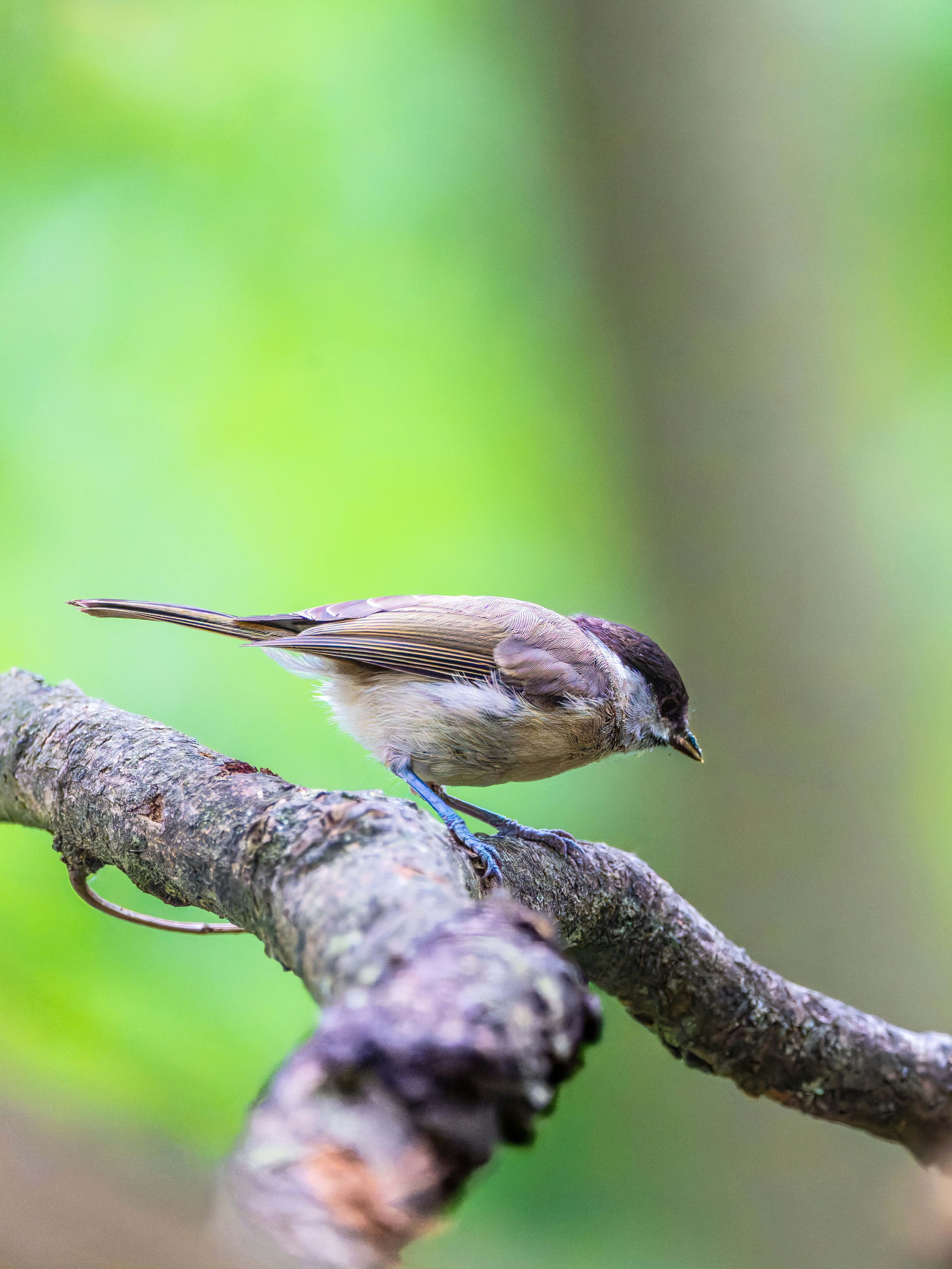 Photo by siegfriedpoepperl