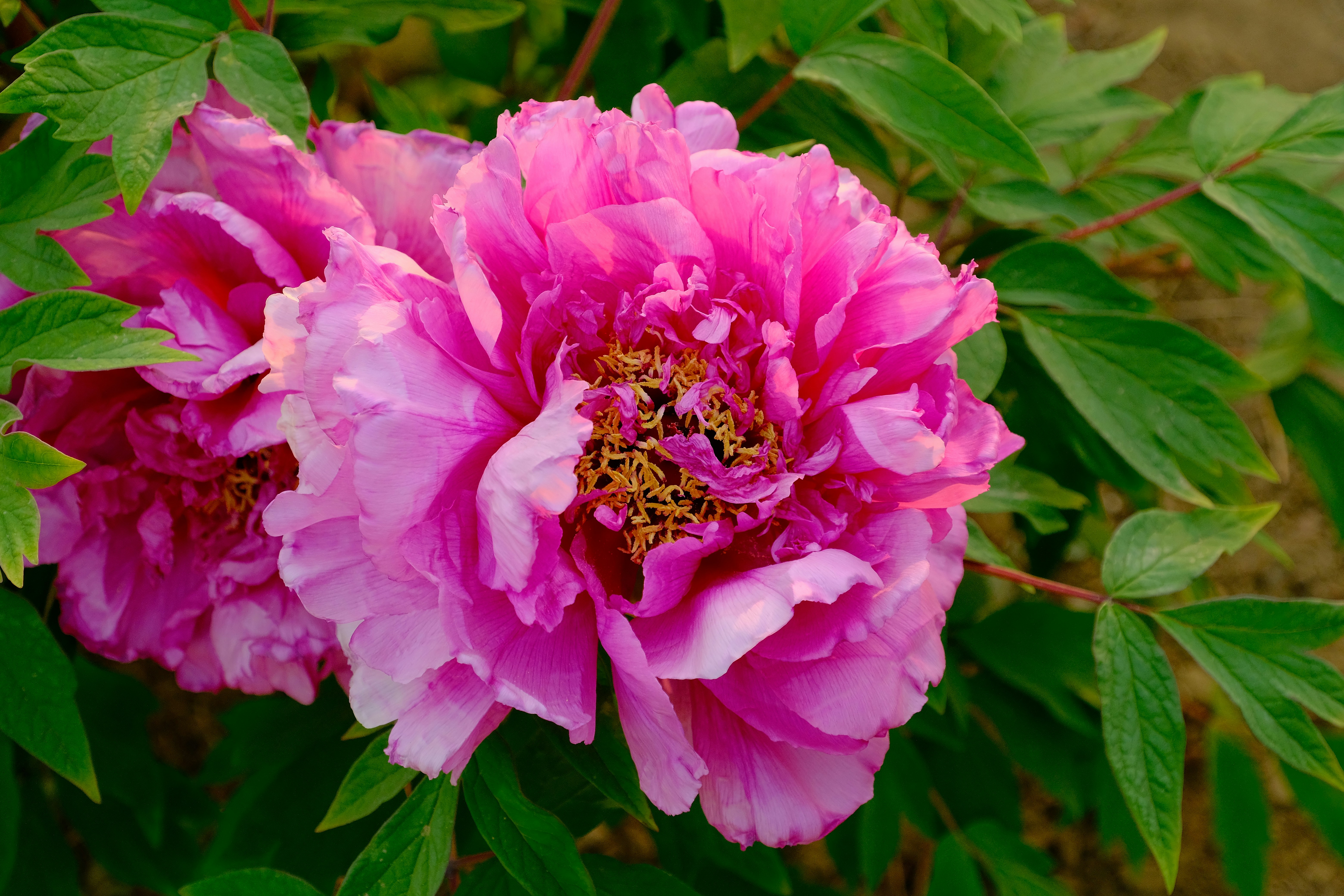 Photo by terrycarnivoroua