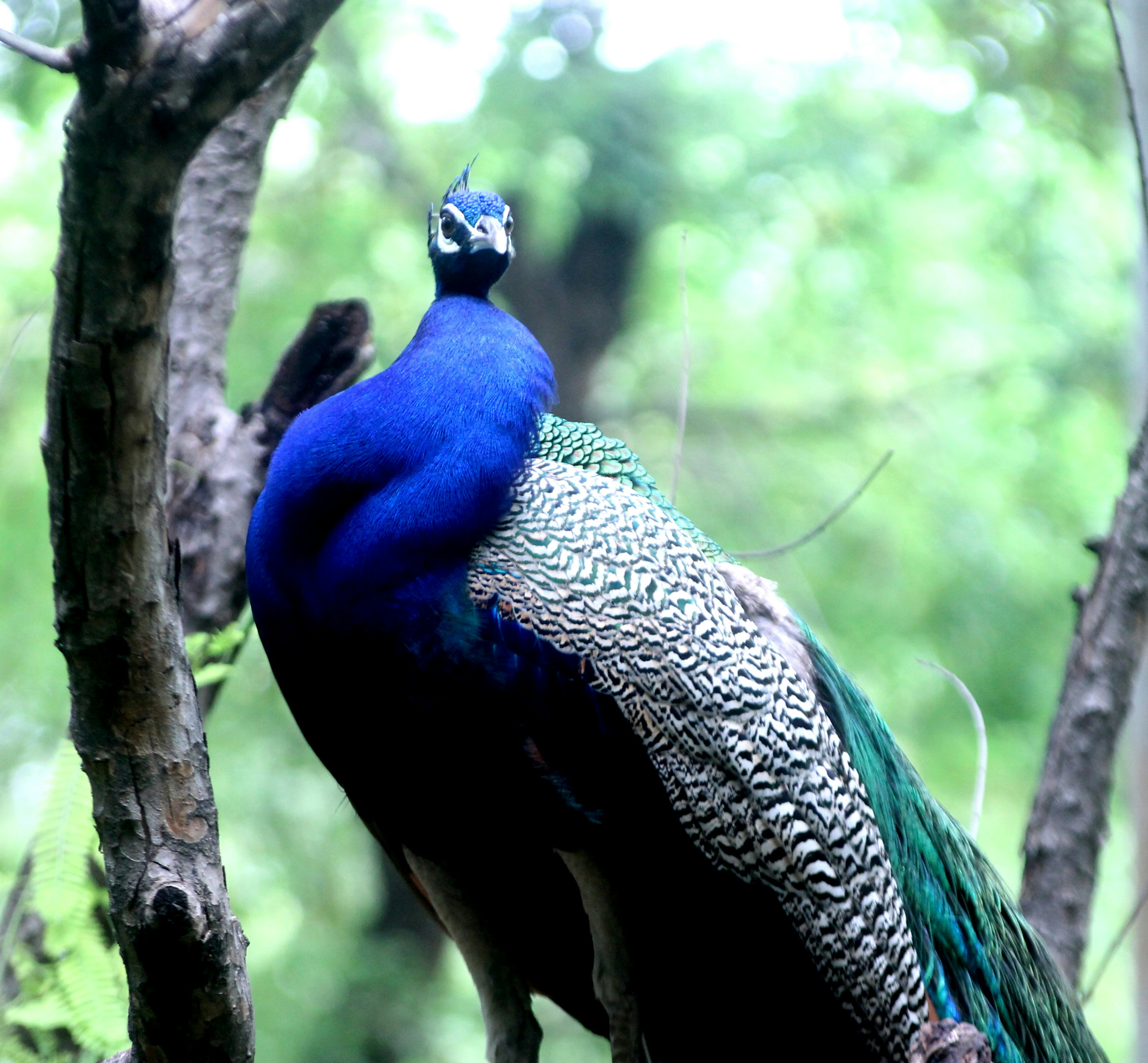 Photo by vijay_kumar_gaba