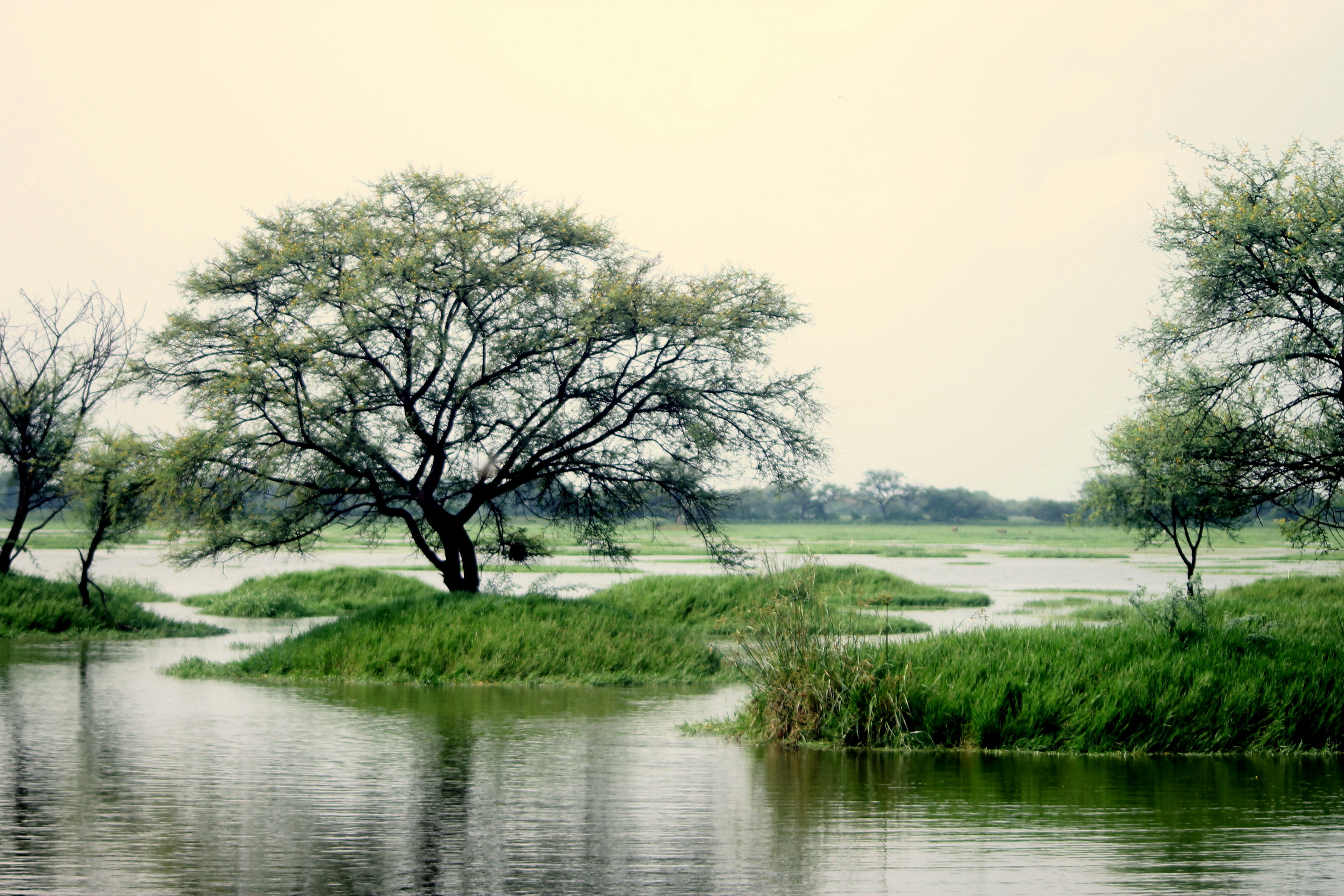 Photo by vijay_kumar_gaba