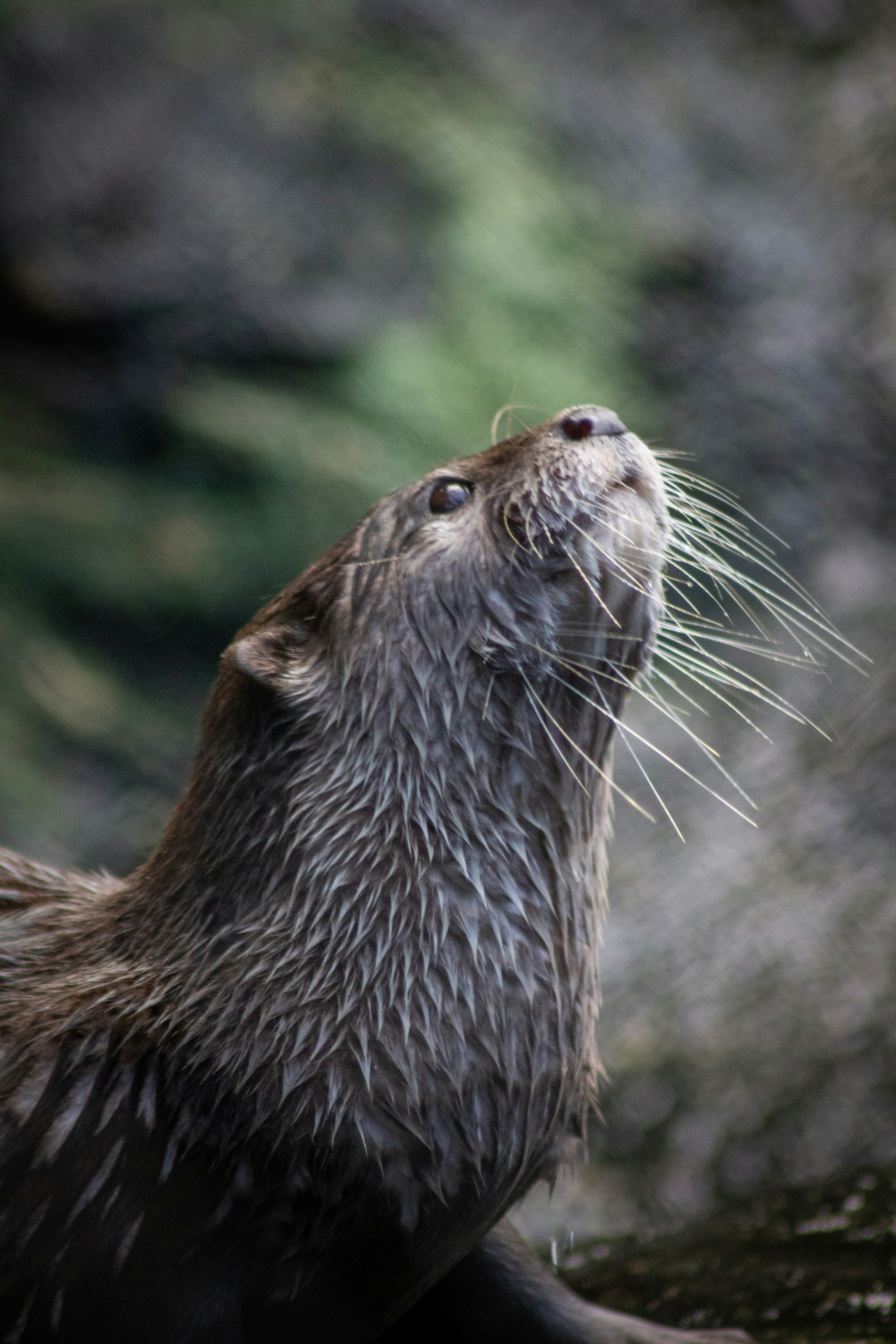 An otter looks upwards, gazing at something.