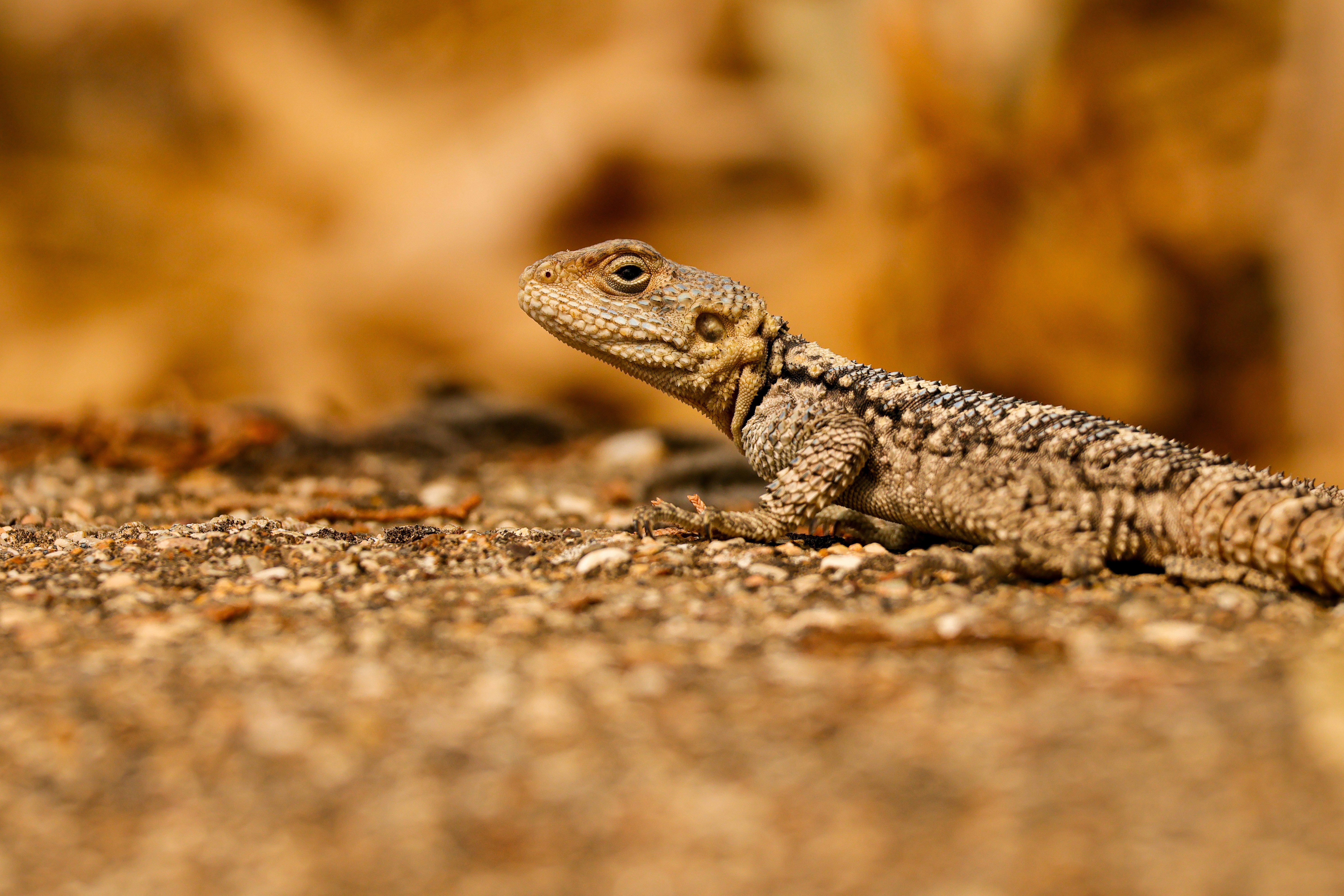 Photo by burakemrecr