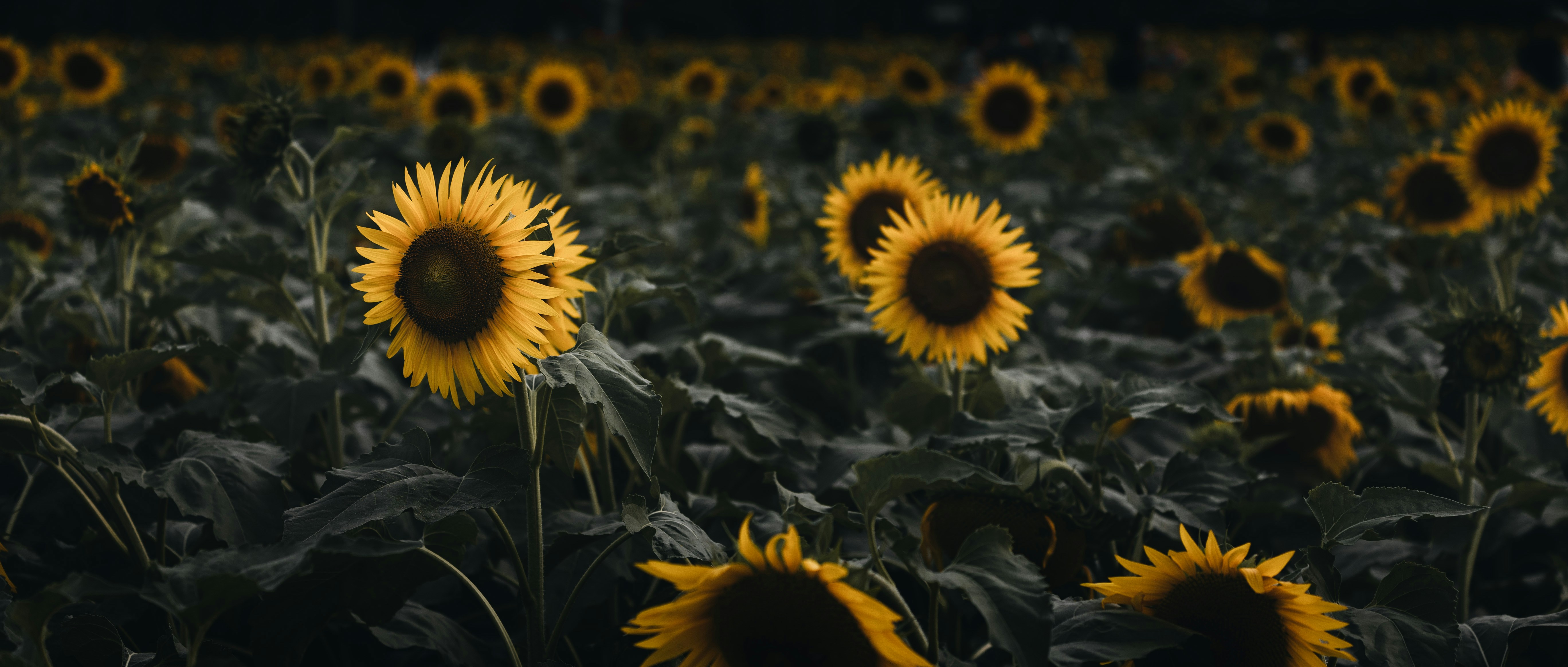 Photo by guheihei2333