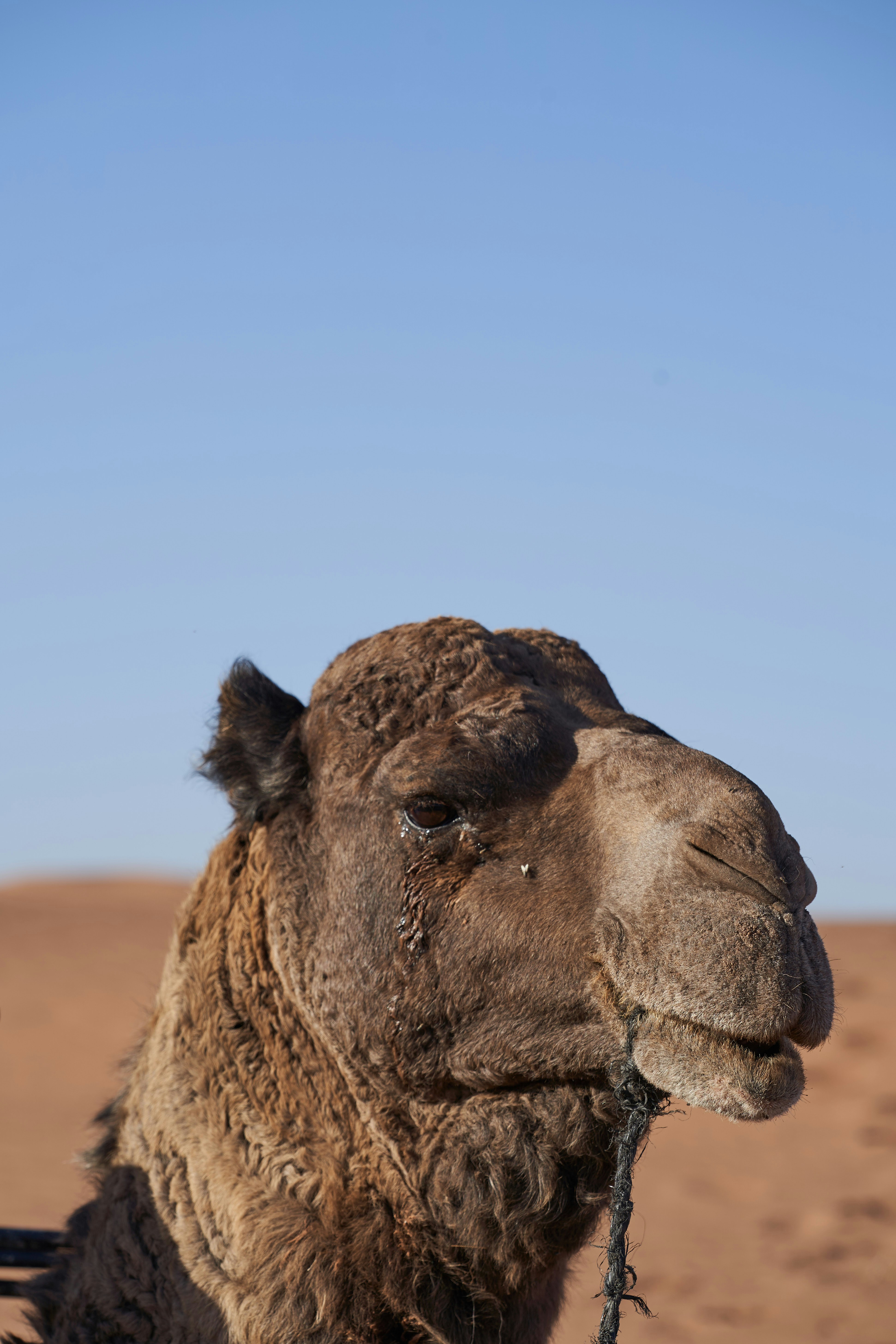 Um camelo fica majestosamente ao sol do deserto. foto – Imagem grátis sobre  Animal na Unsplash, image size:3000x4500