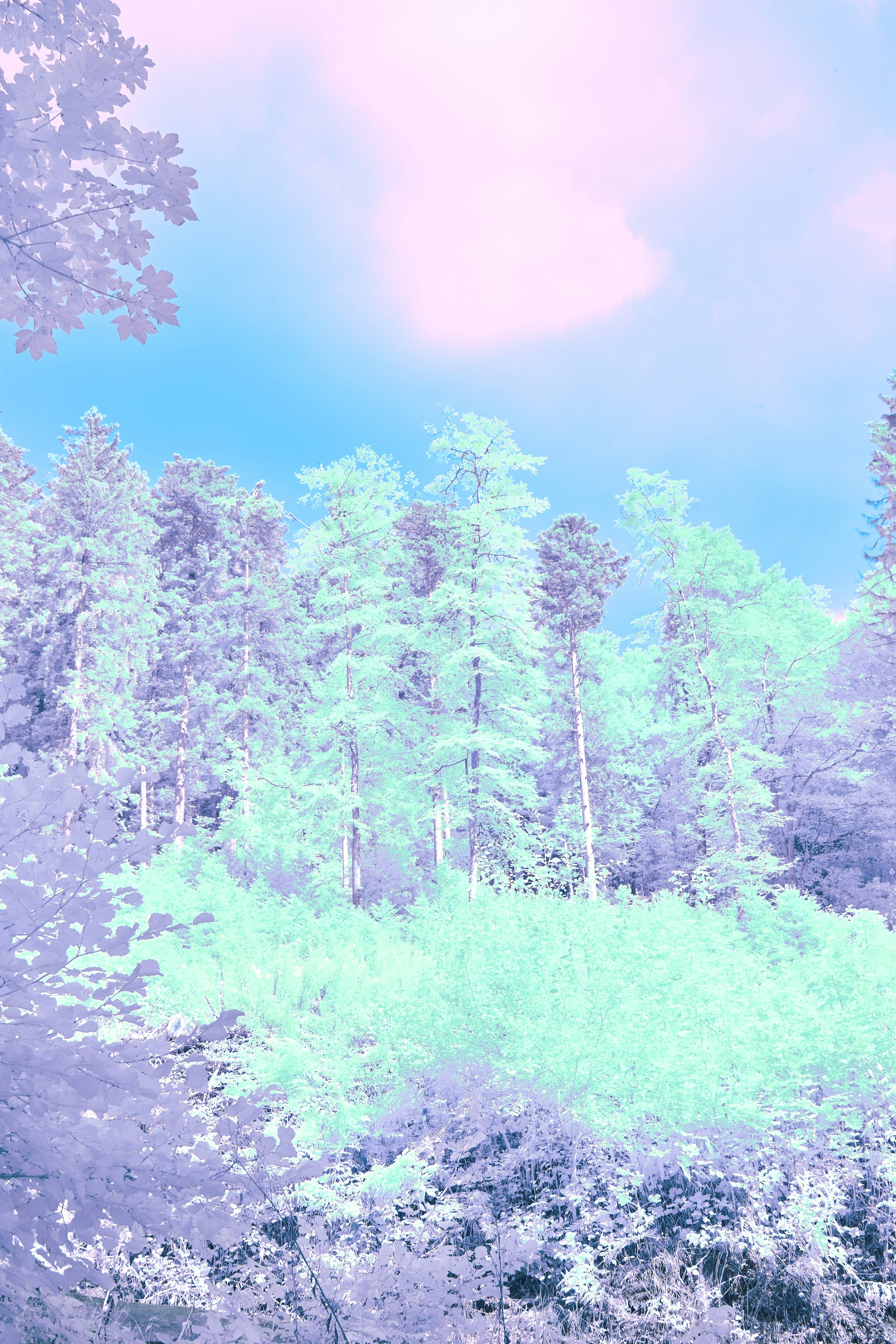 Photo by wolfgang_hasselmann