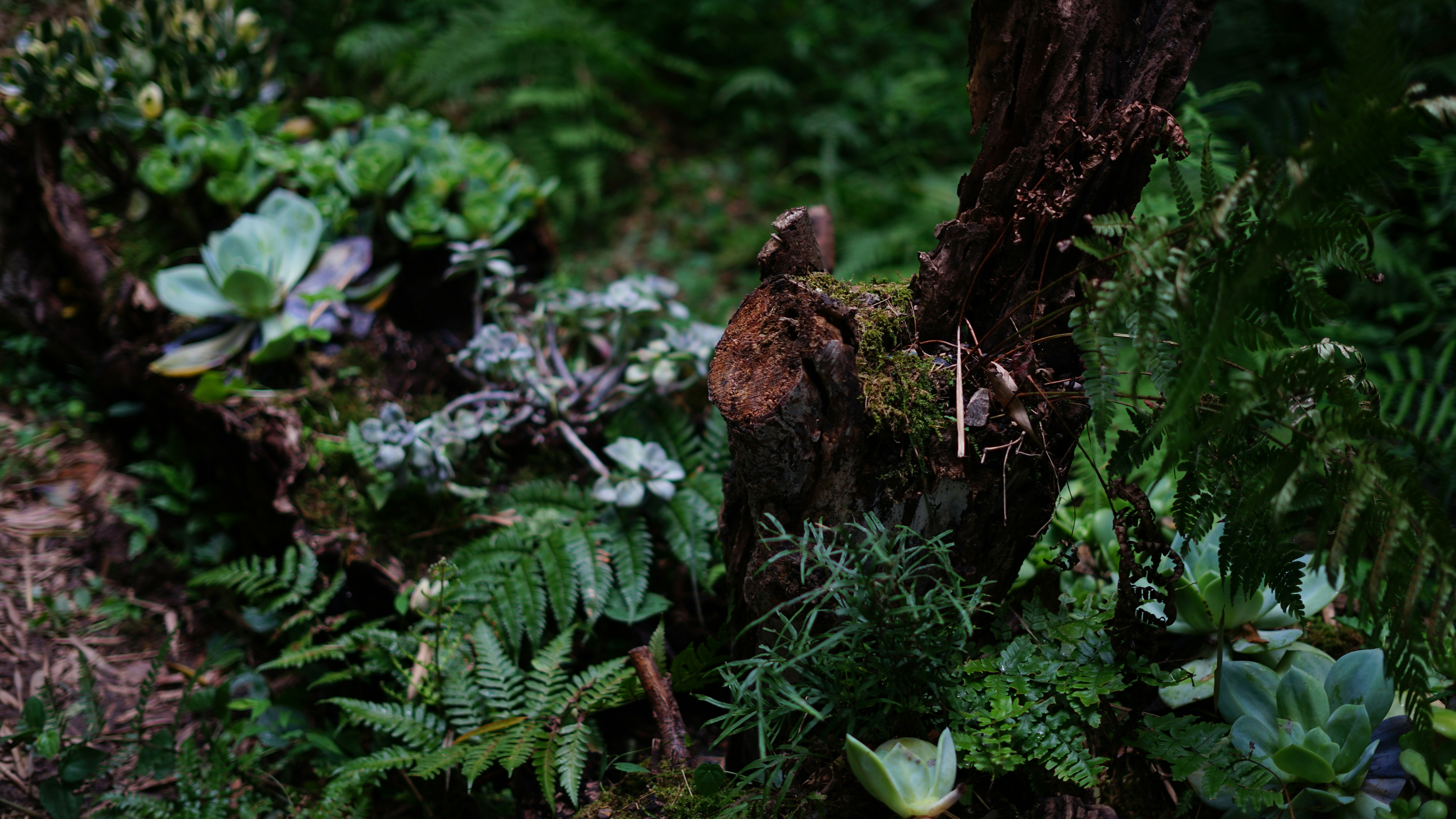 Lush greenery and foliage in a natural landscape.