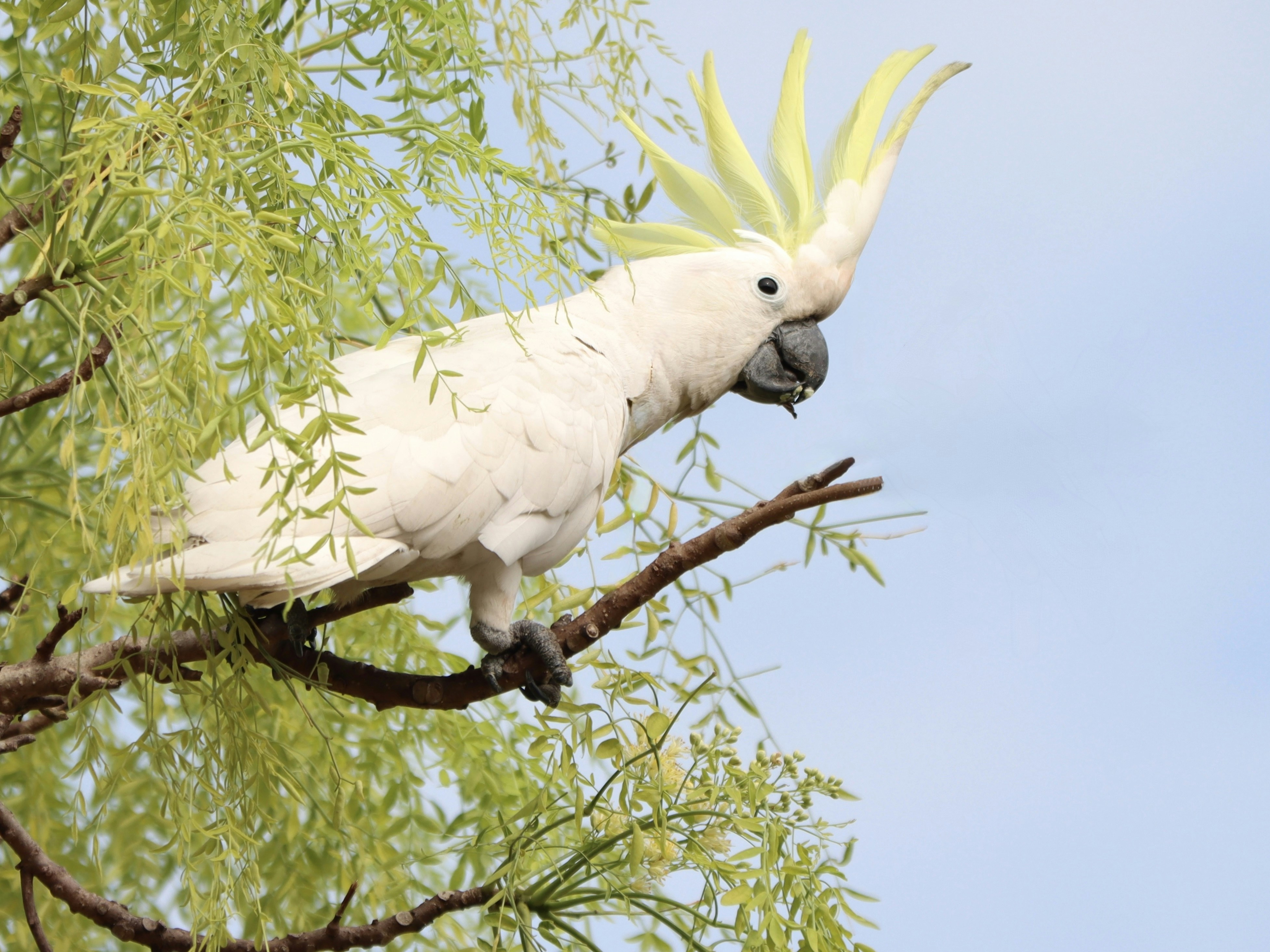 A cockatoo perches on a tree branch.