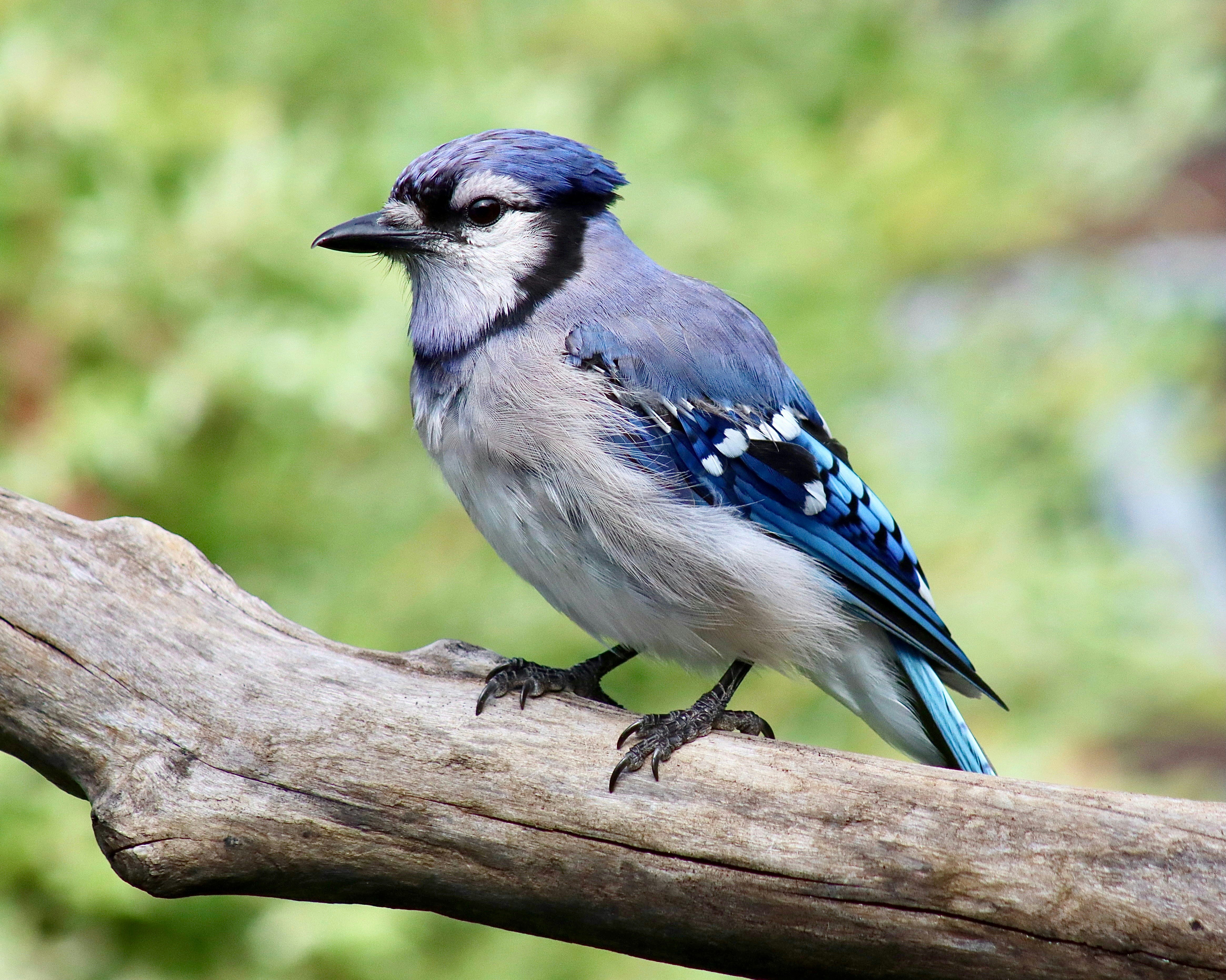 Photo by stephgibeaultart