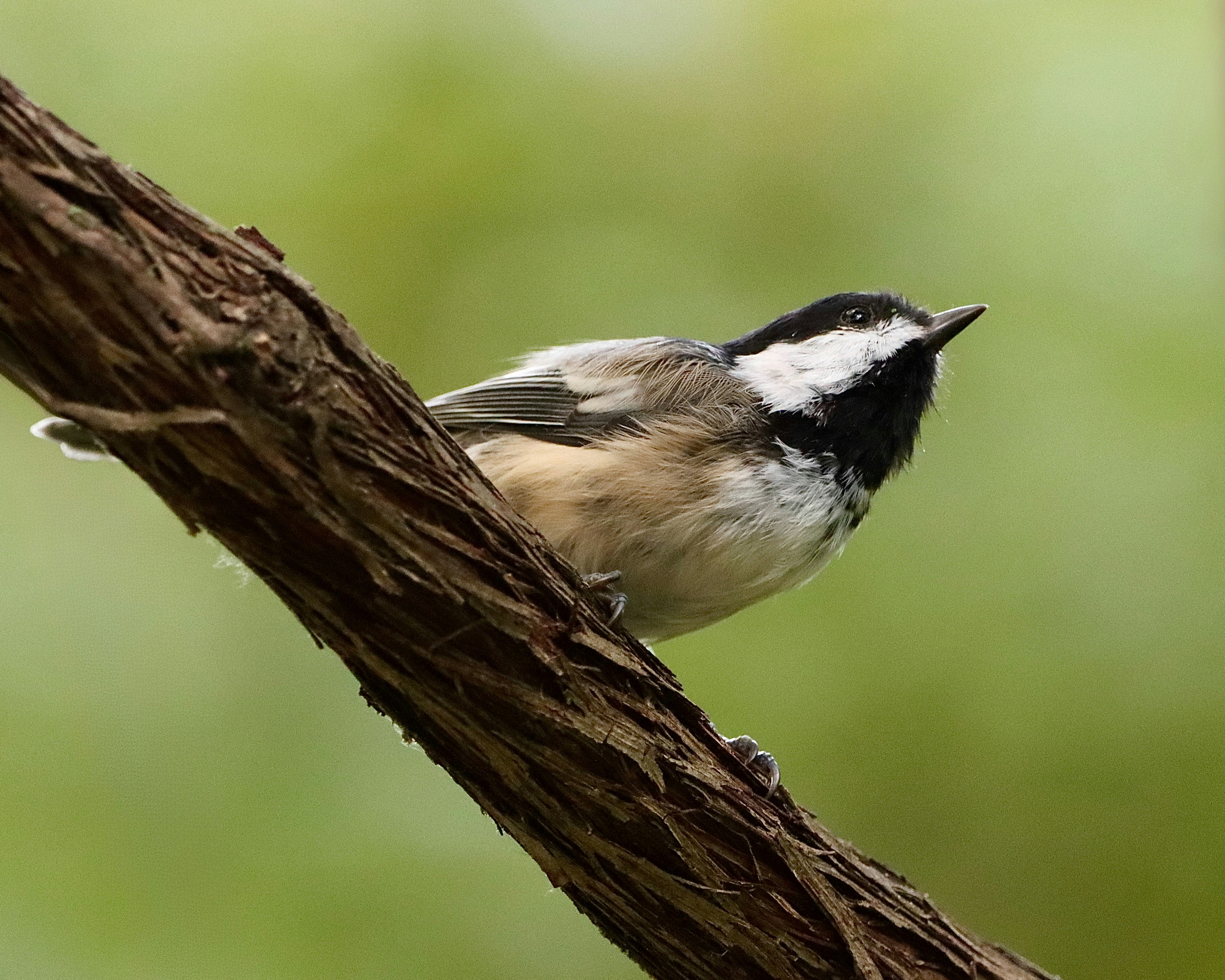 Photo by stephgibeaultart