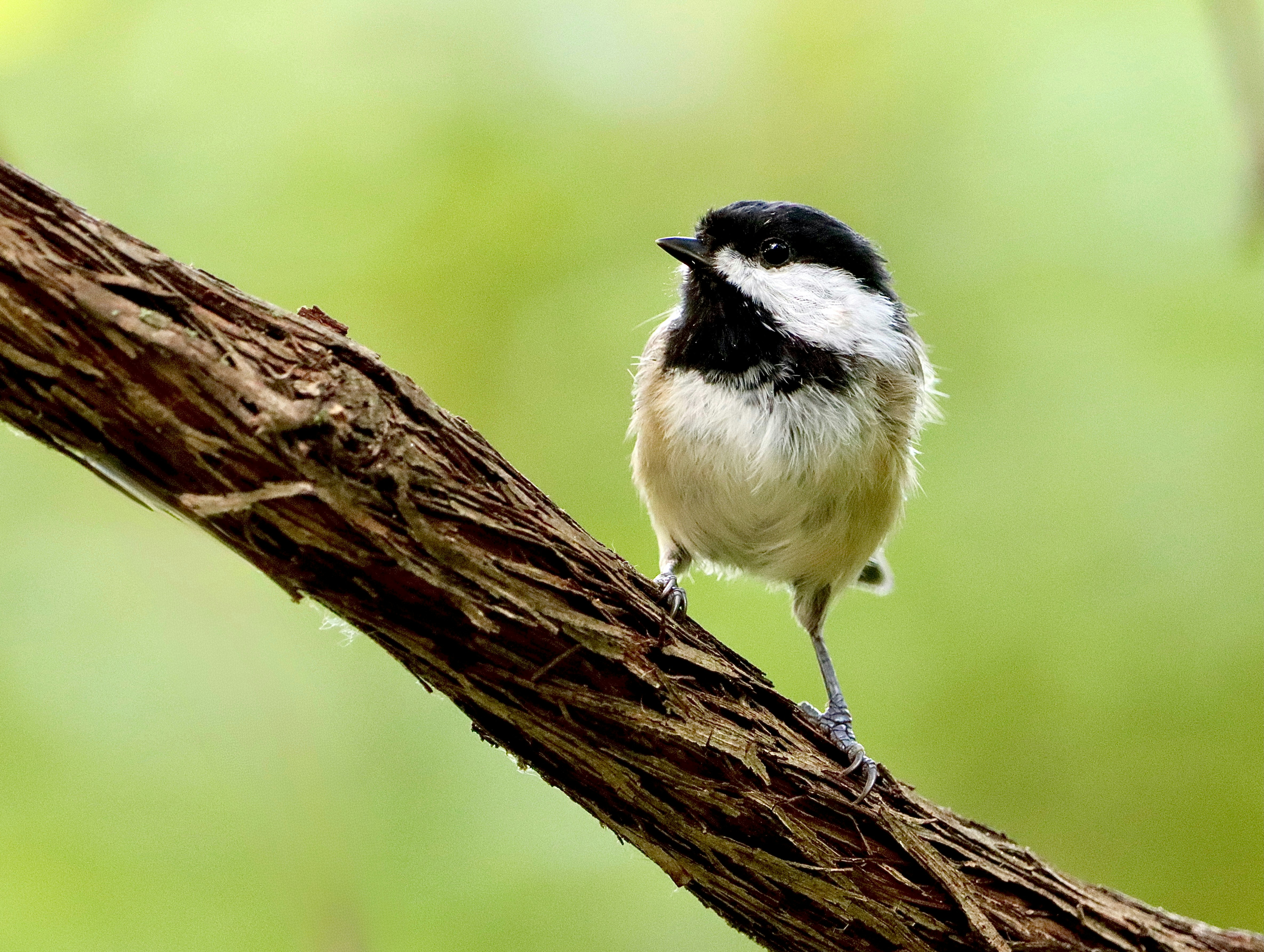 Photo by stephgibeaultart