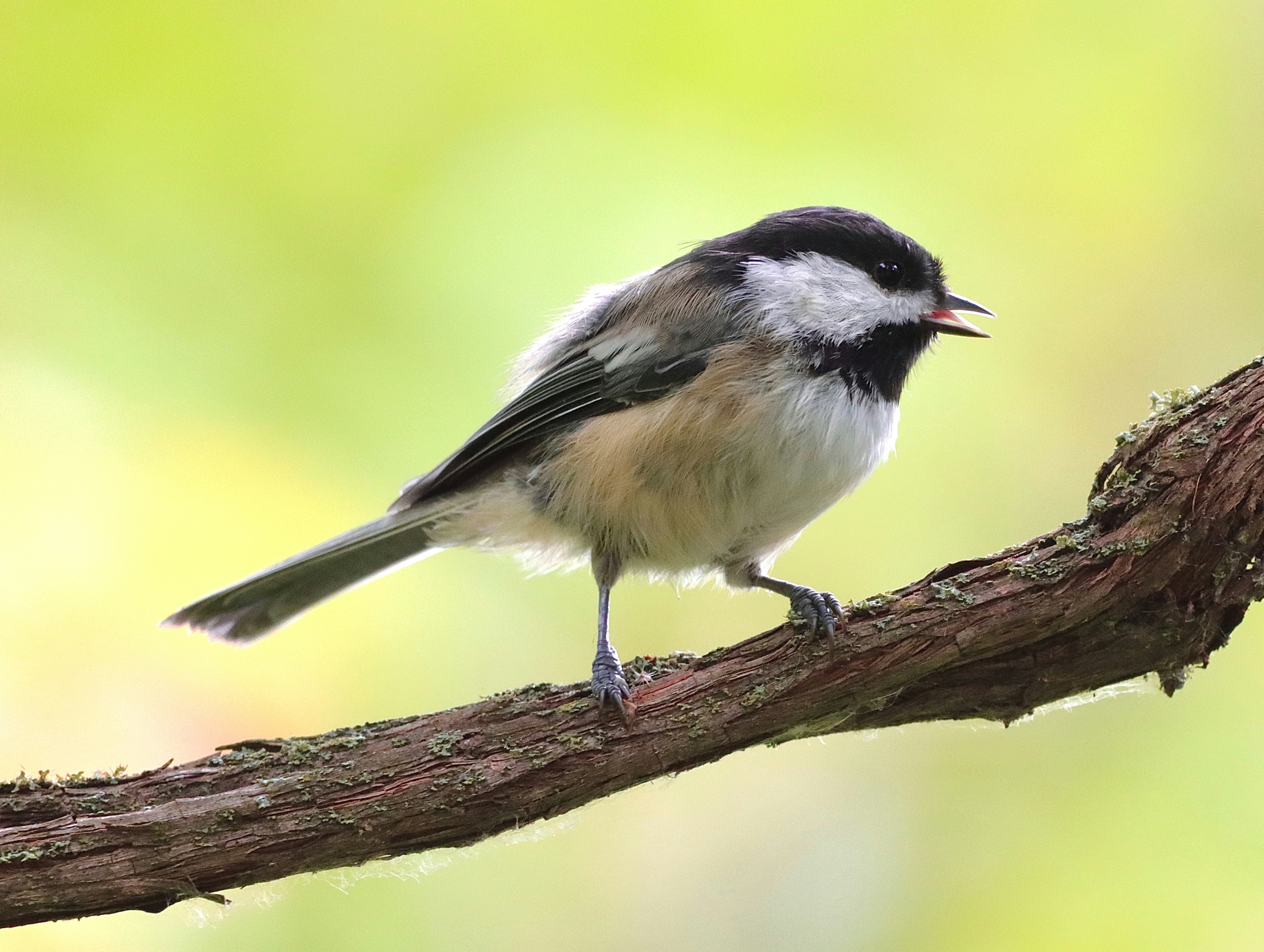 Photo by stephgibeaultart