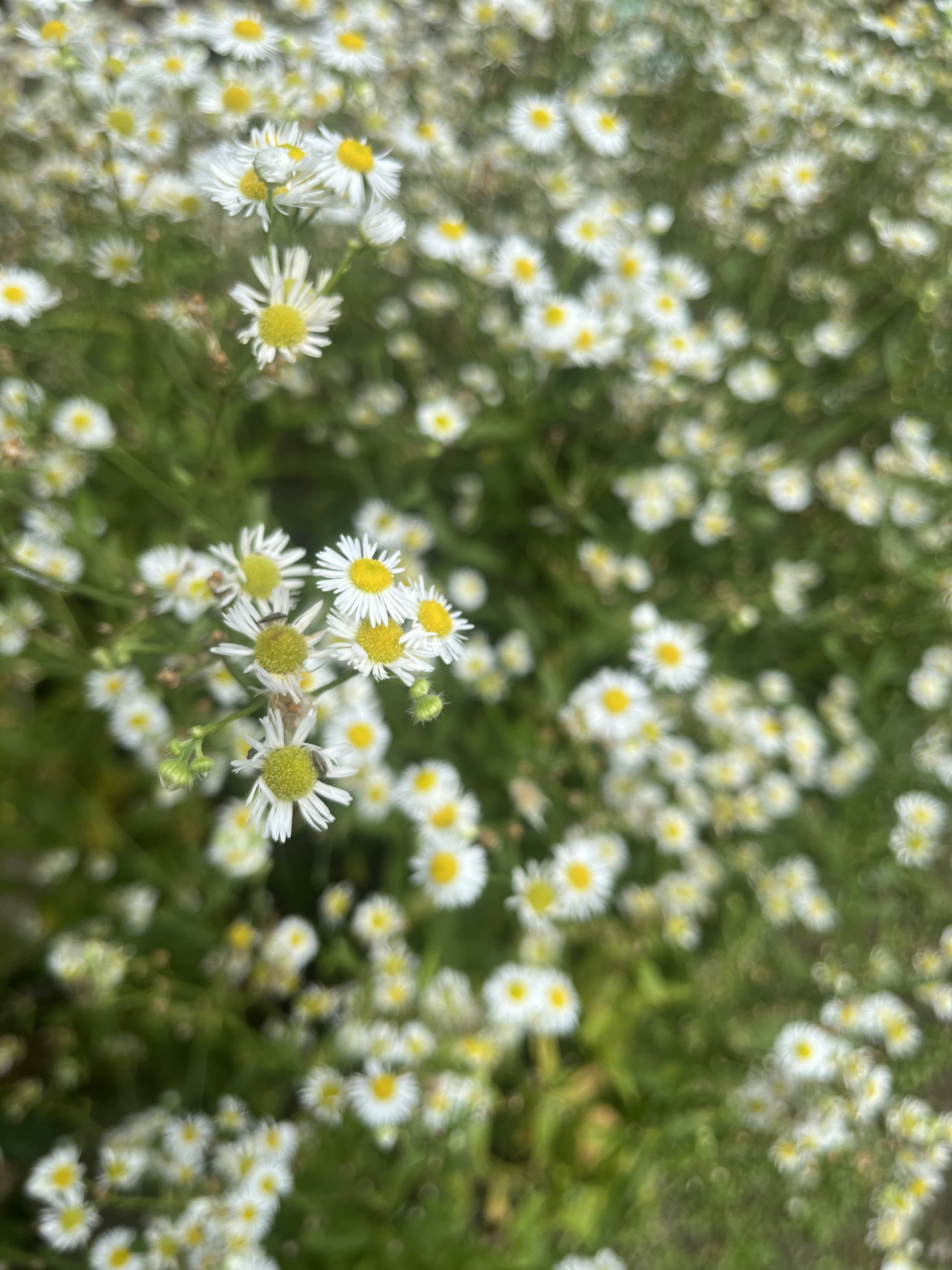 Photo by Vishwasa Navada K