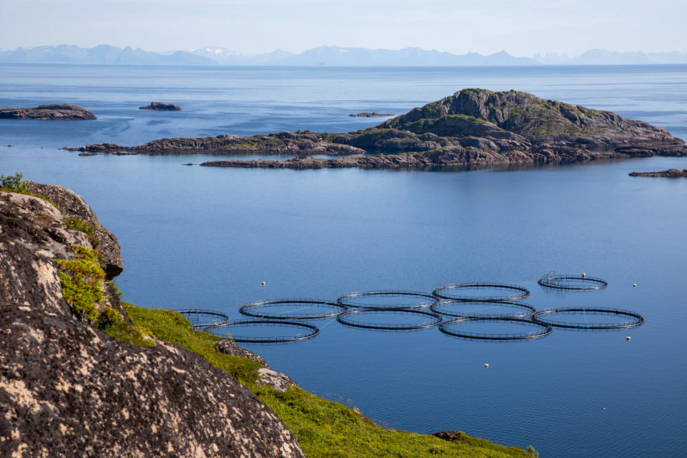 Aquaculture fish pens floating in sheltered coastal water