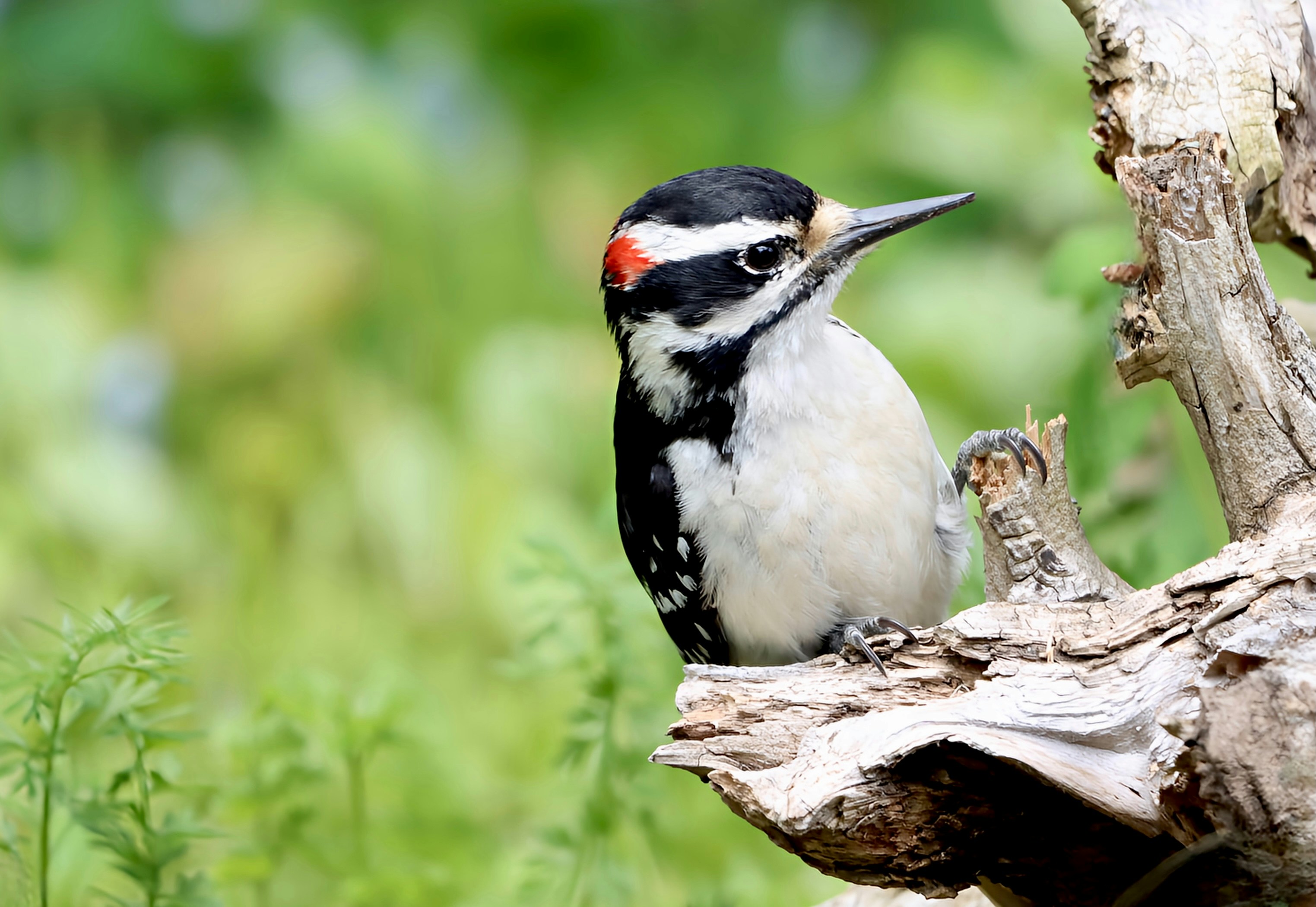 A downy woodpecker perches on a wooden branch.