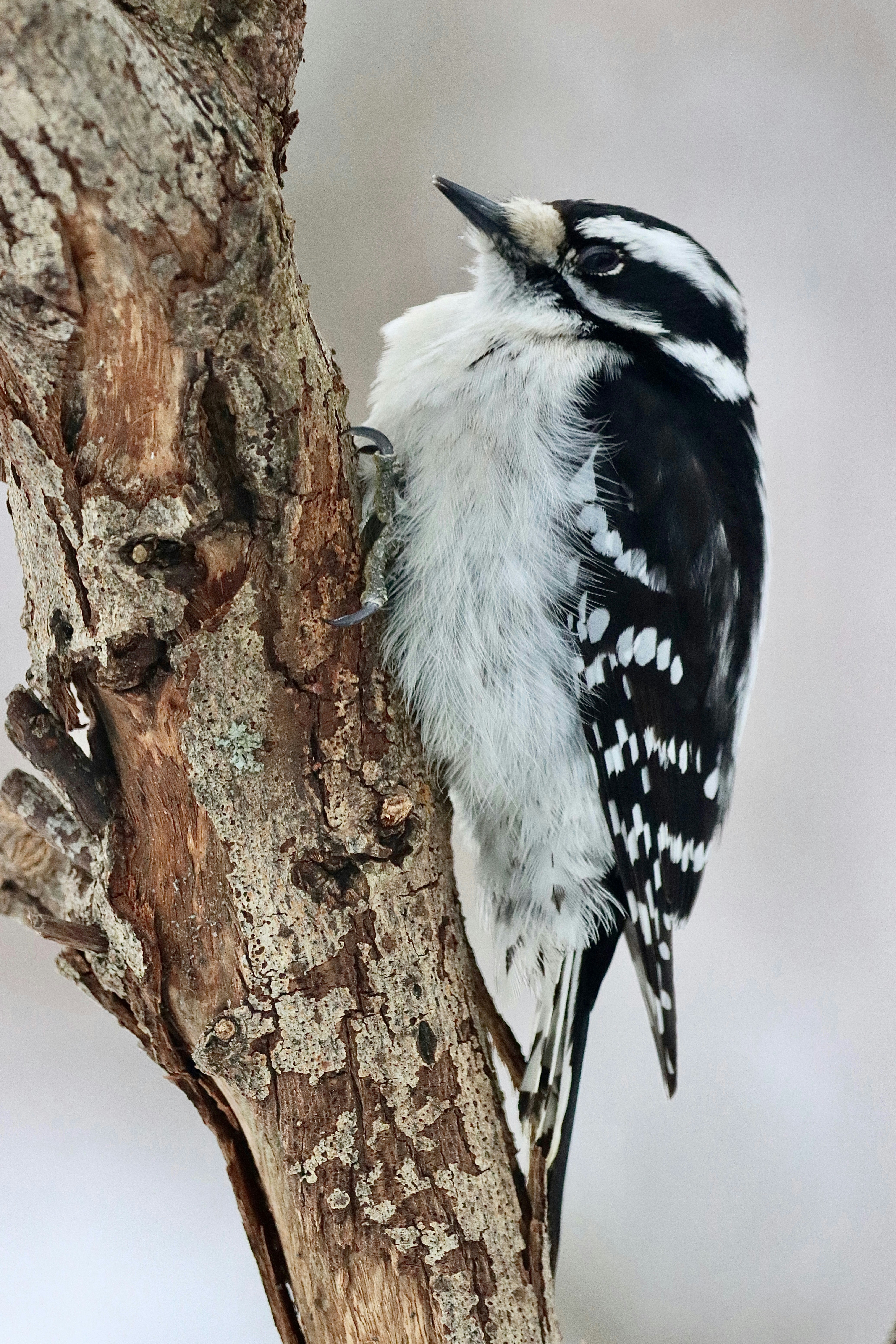 Photo by stephgibeaultart