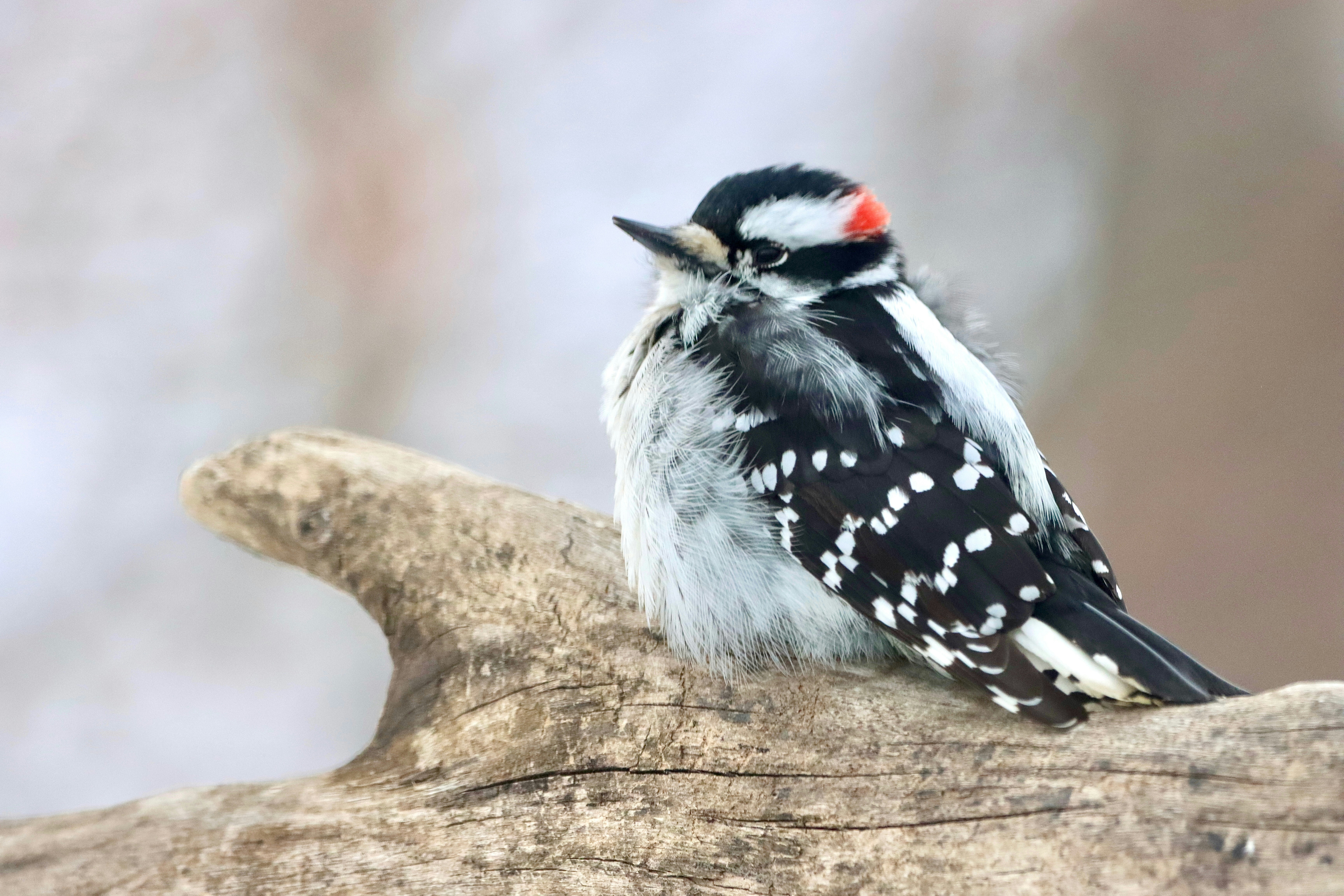 A downy woodpecker sits on a log.