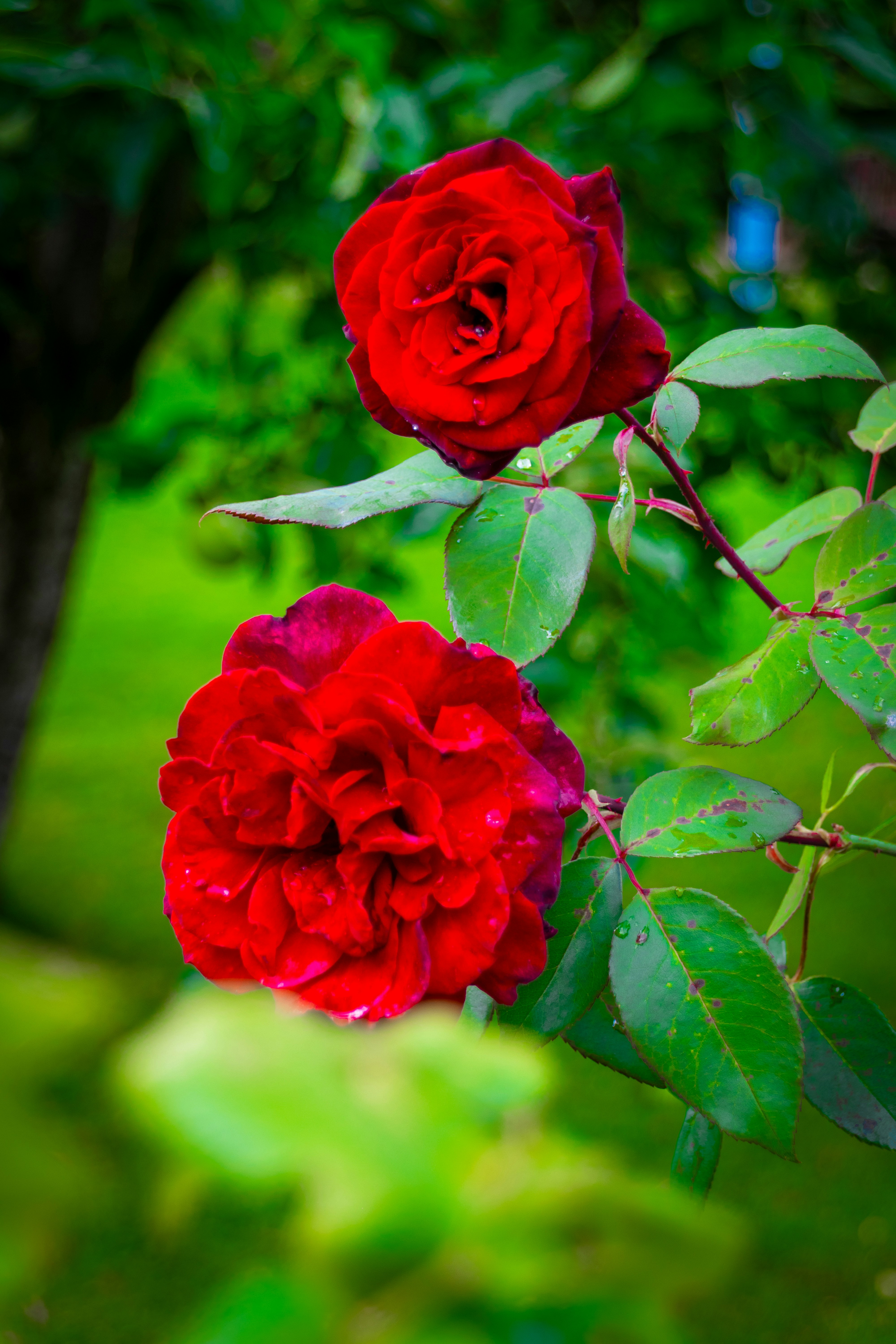 Two vibrant red roses bloom in the garden. photo – Free Flower Image on  Unsplash, image size:3000x4500