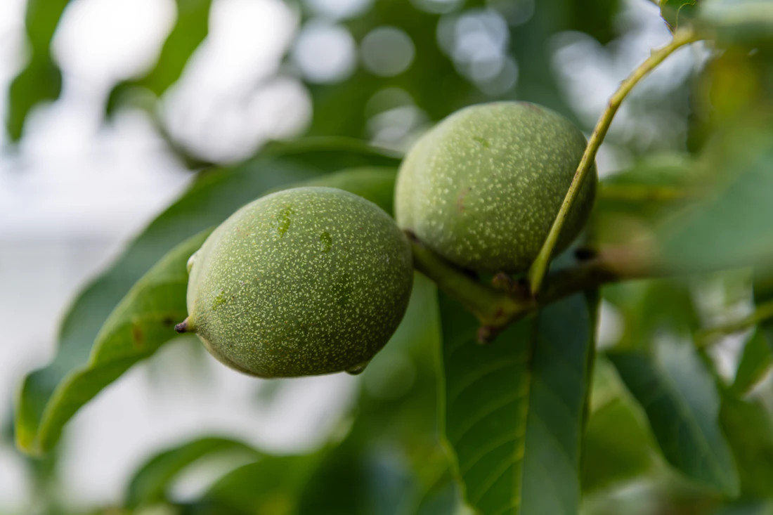 Two real green walnuts hanging from a branch