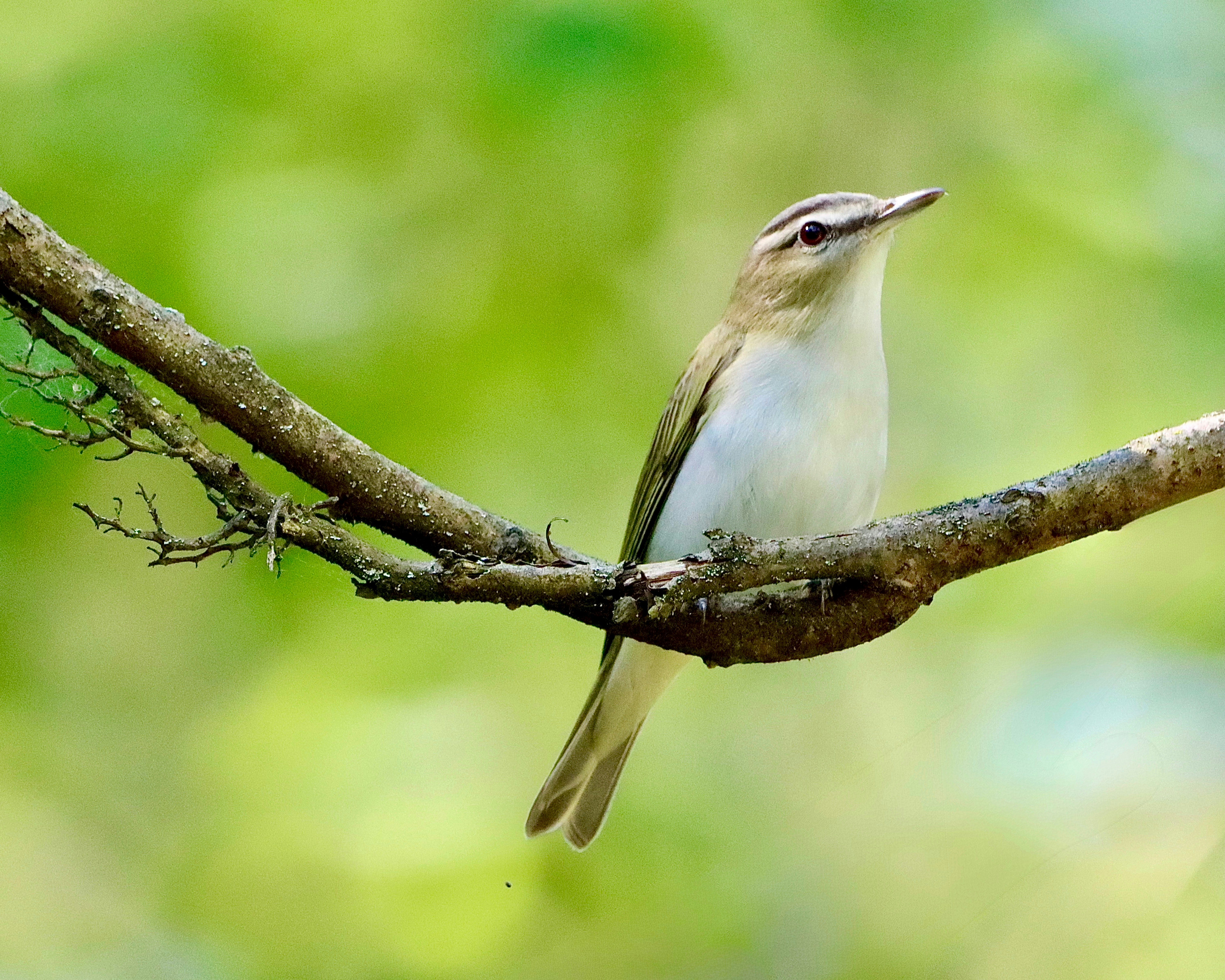 Photo by stephgibeaultart