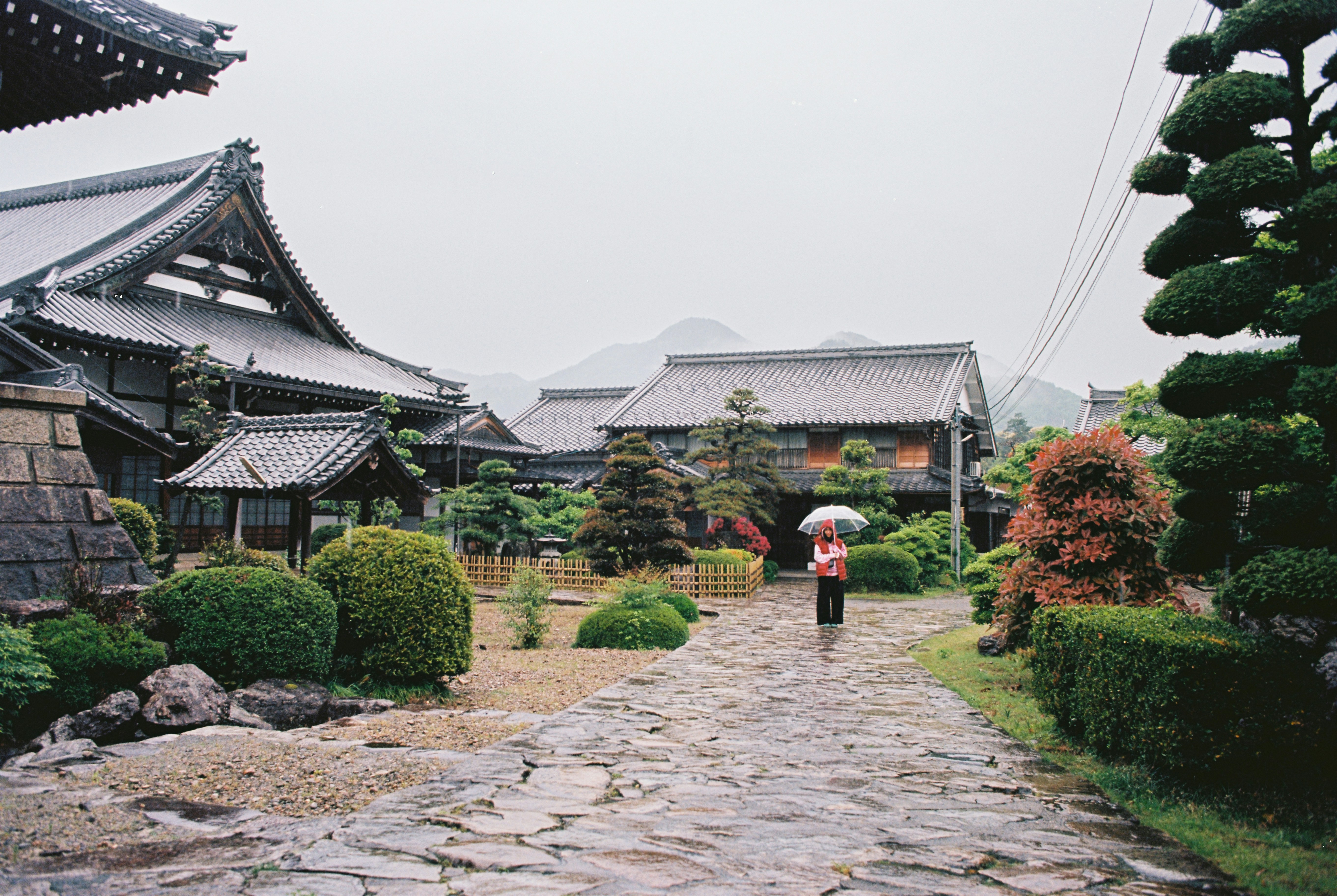 A person walks through a japanese garden in the rain.