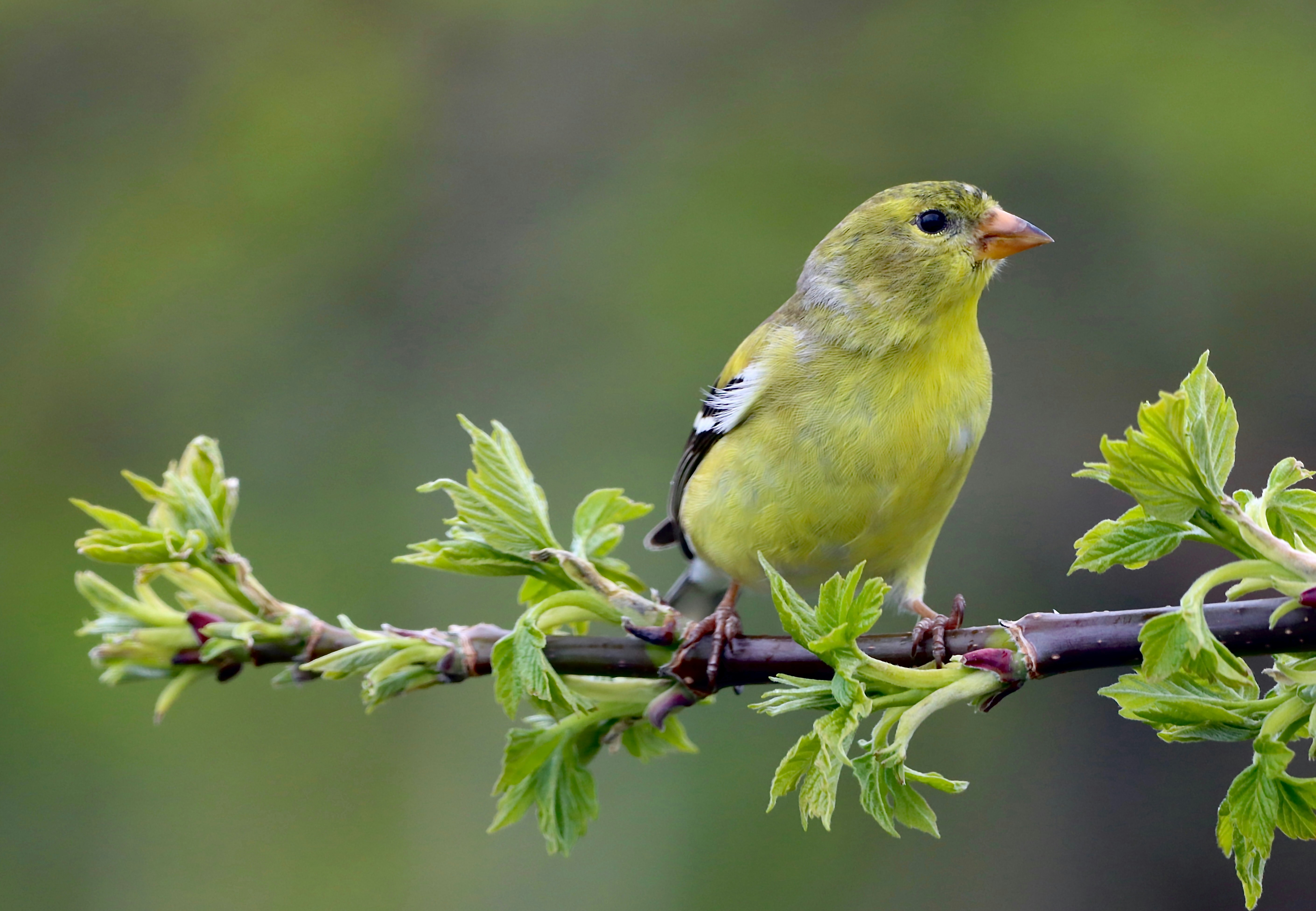 Photo by stephgibeaultart