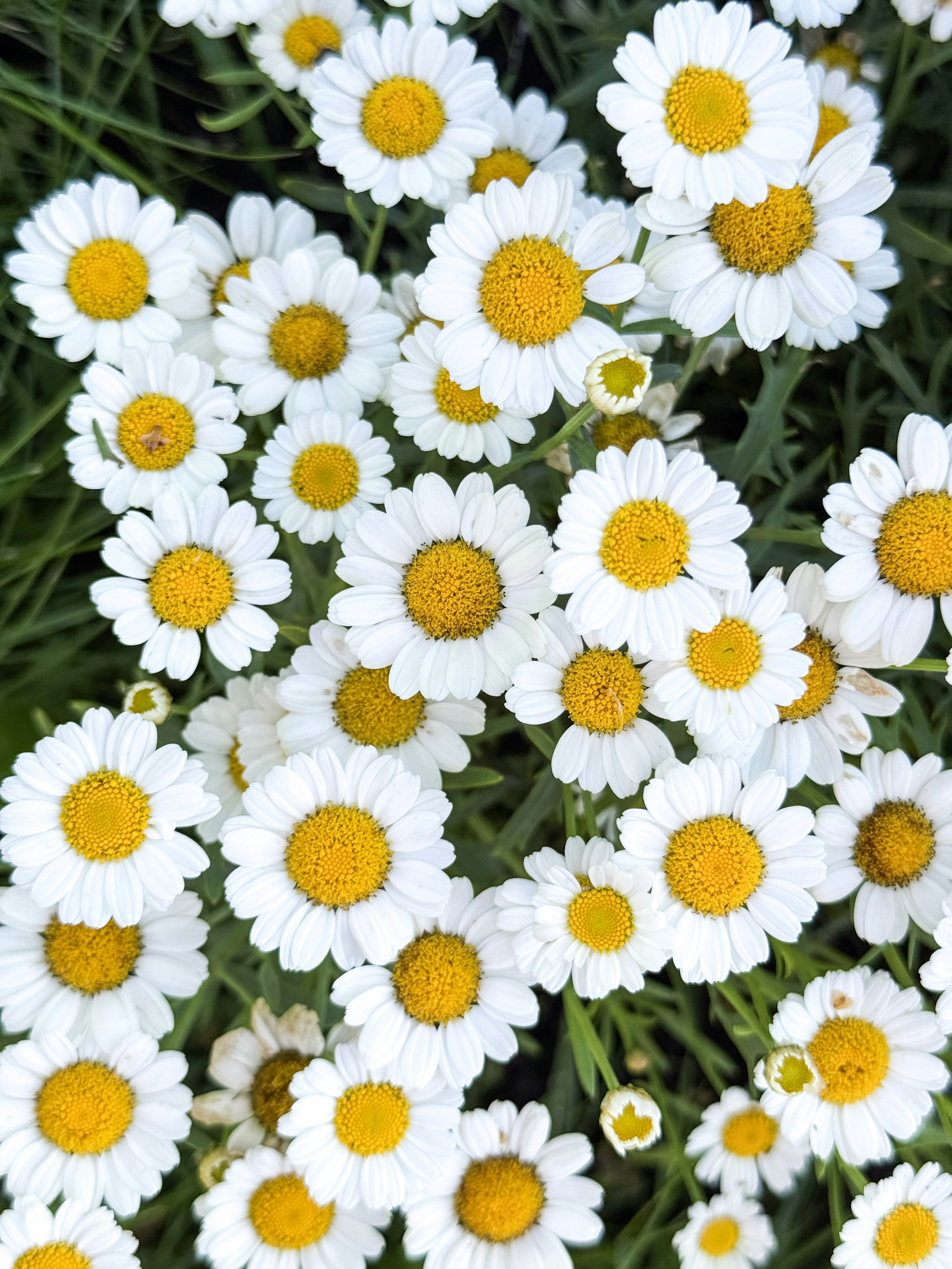 Bright white daisies with yellow centers.