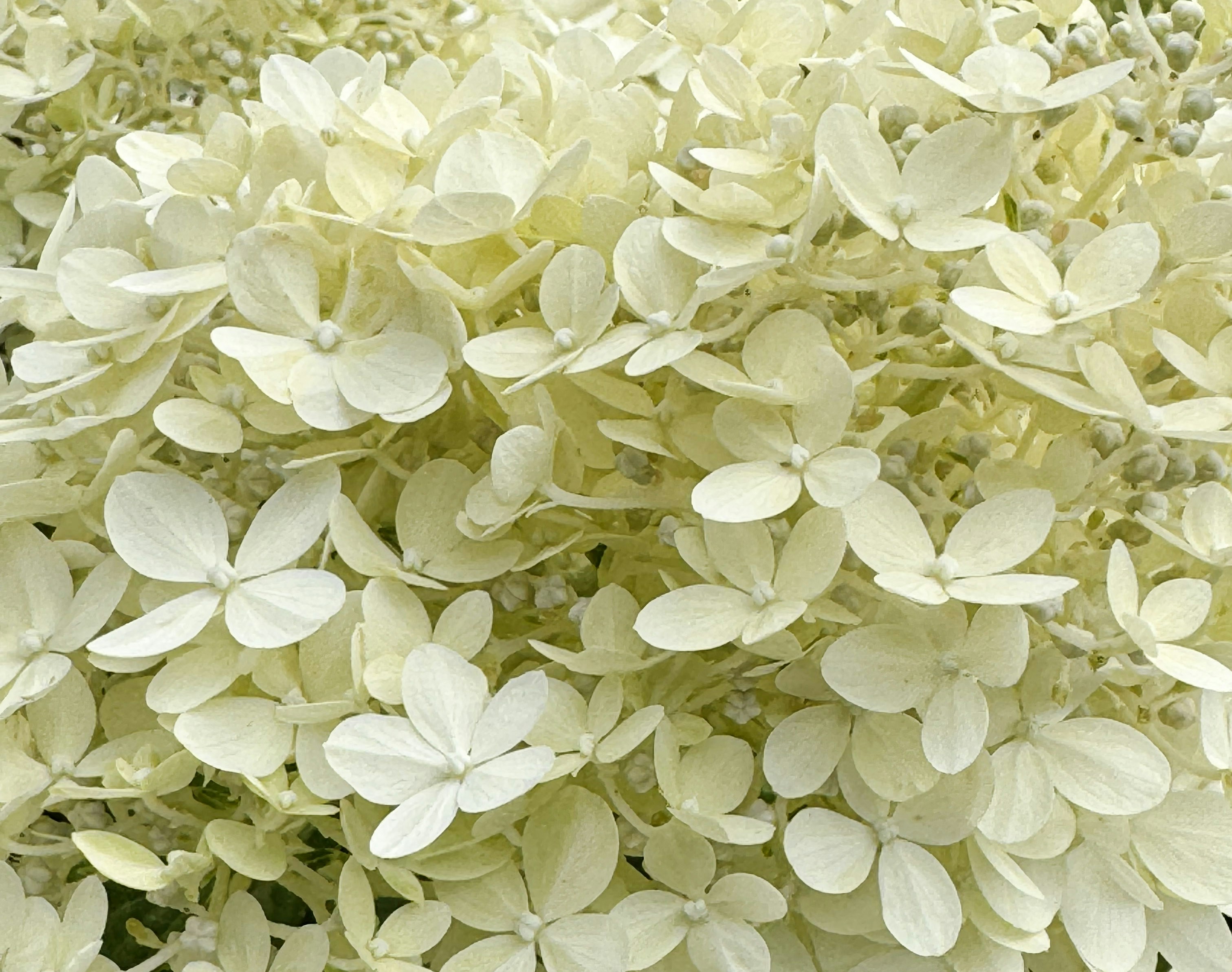 Beautiful cluster of creamy white hydrangea flowers.
