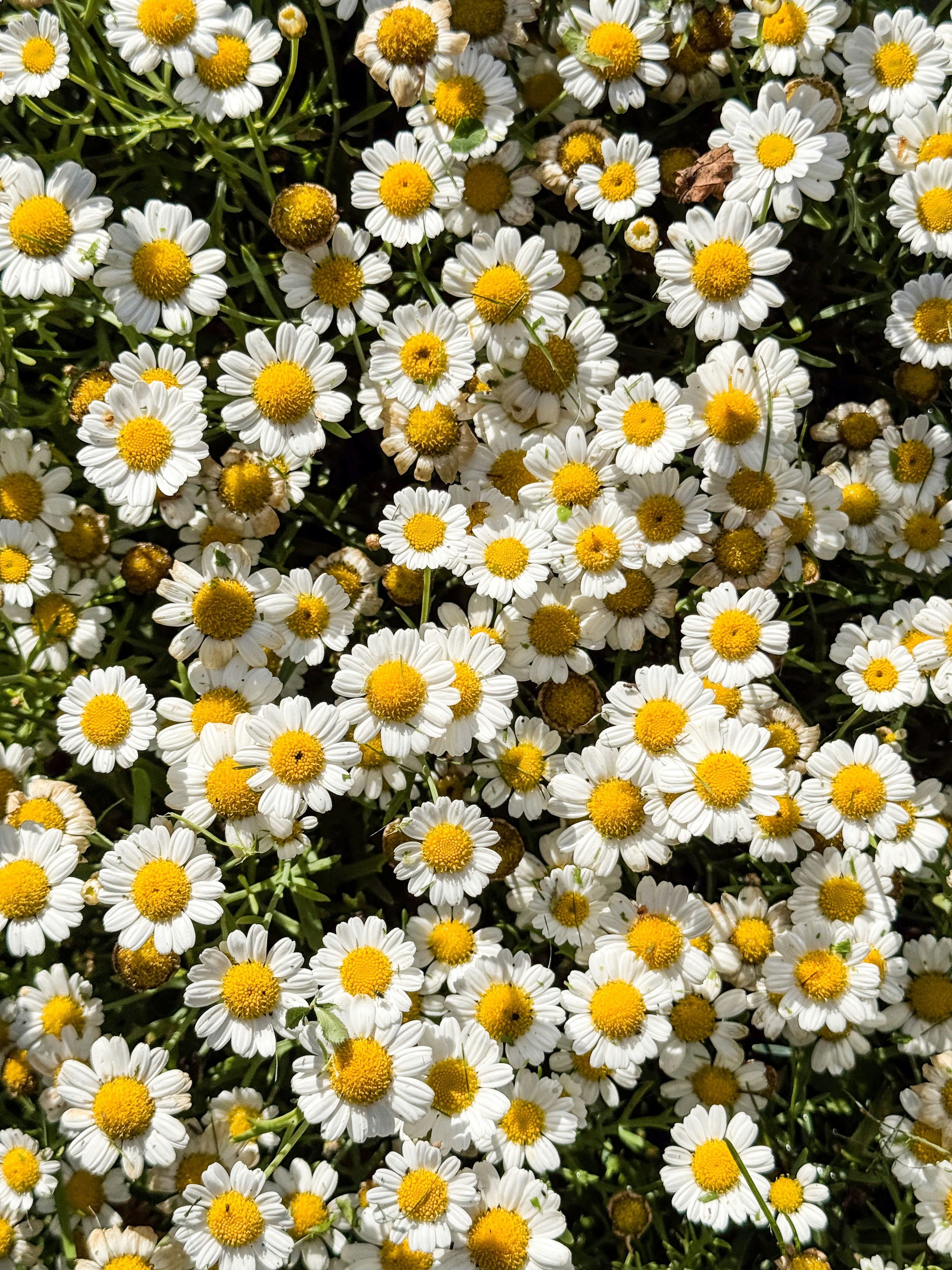 Daisies bloom abundantly in a vibrant field.