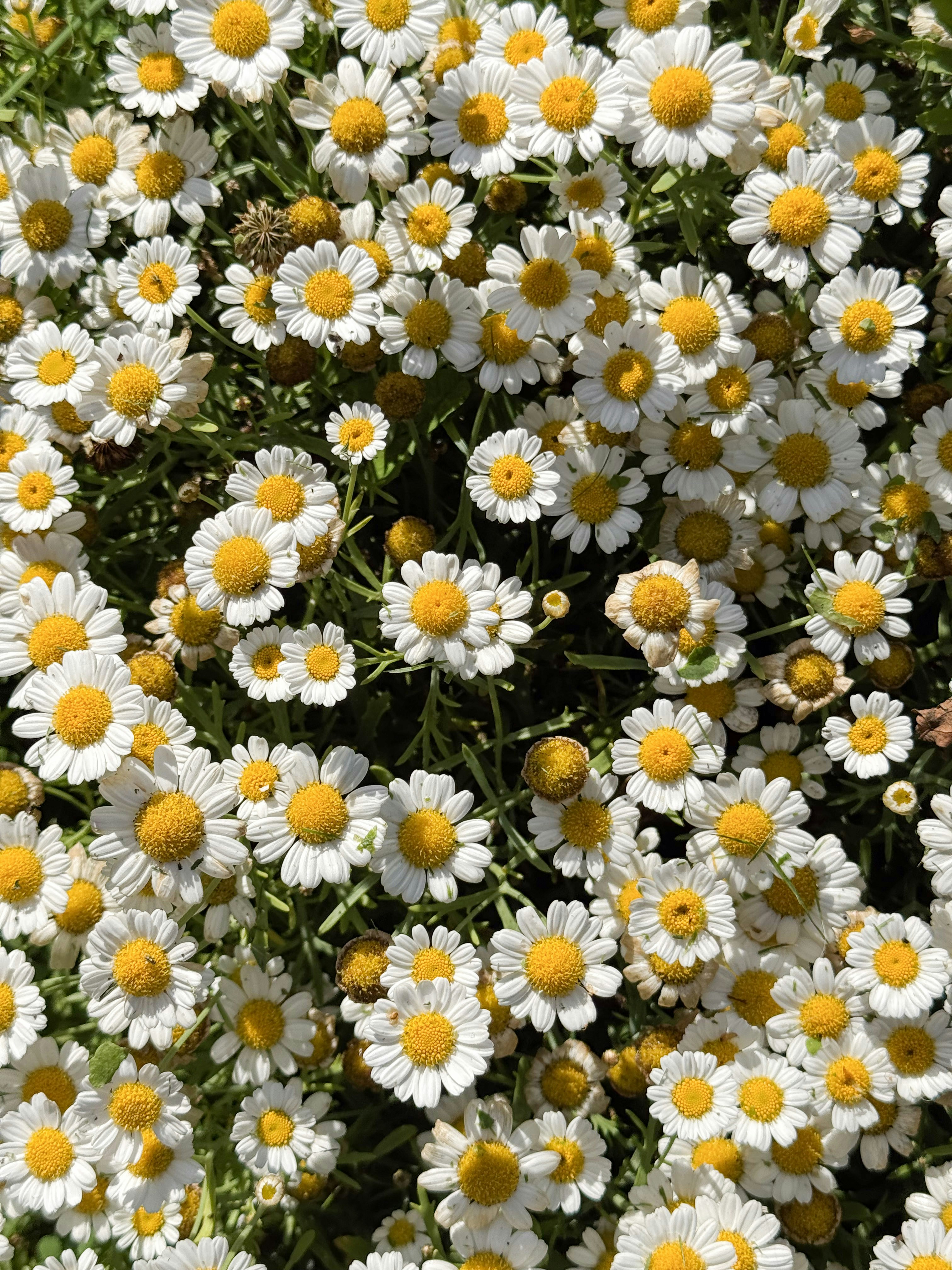 Un campo de margaritas en plena floración. foto – Imagen de Flor gratuita  en Unsplash, image size:3000x4000