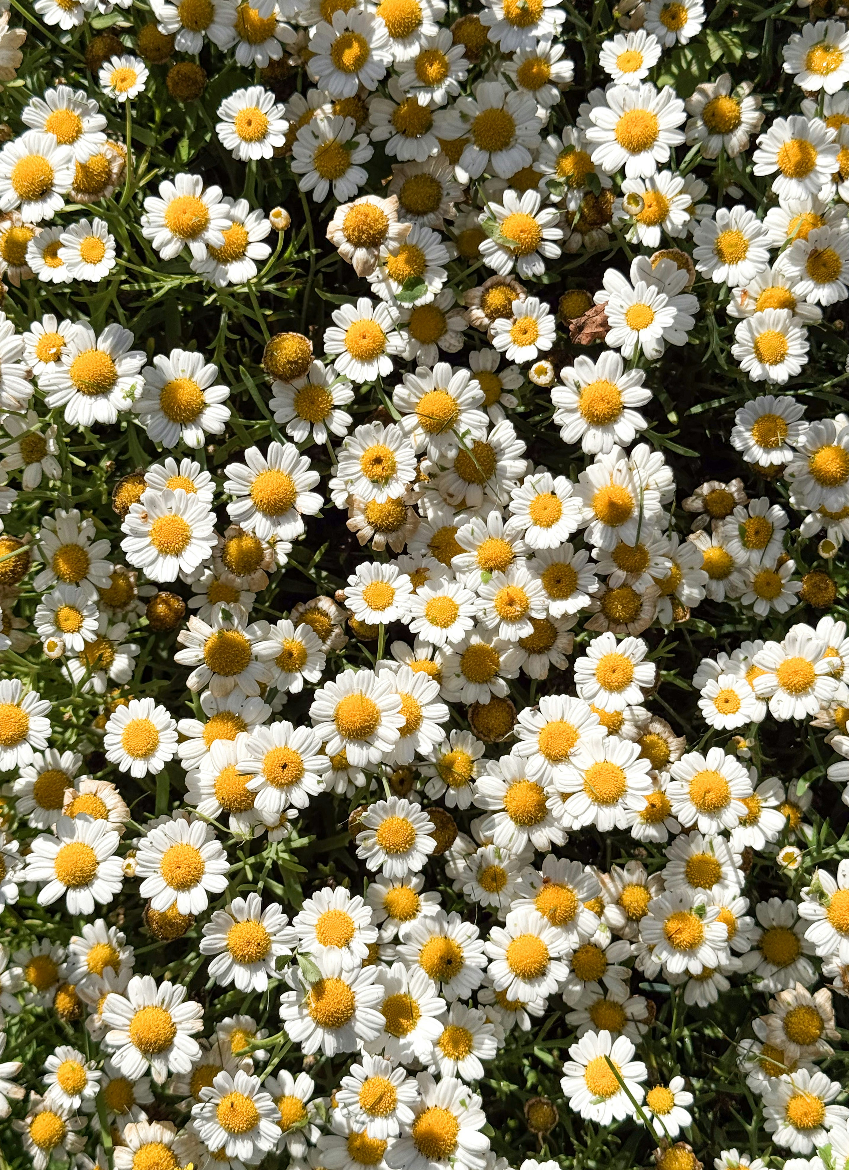 A field of white and yellow daisies.