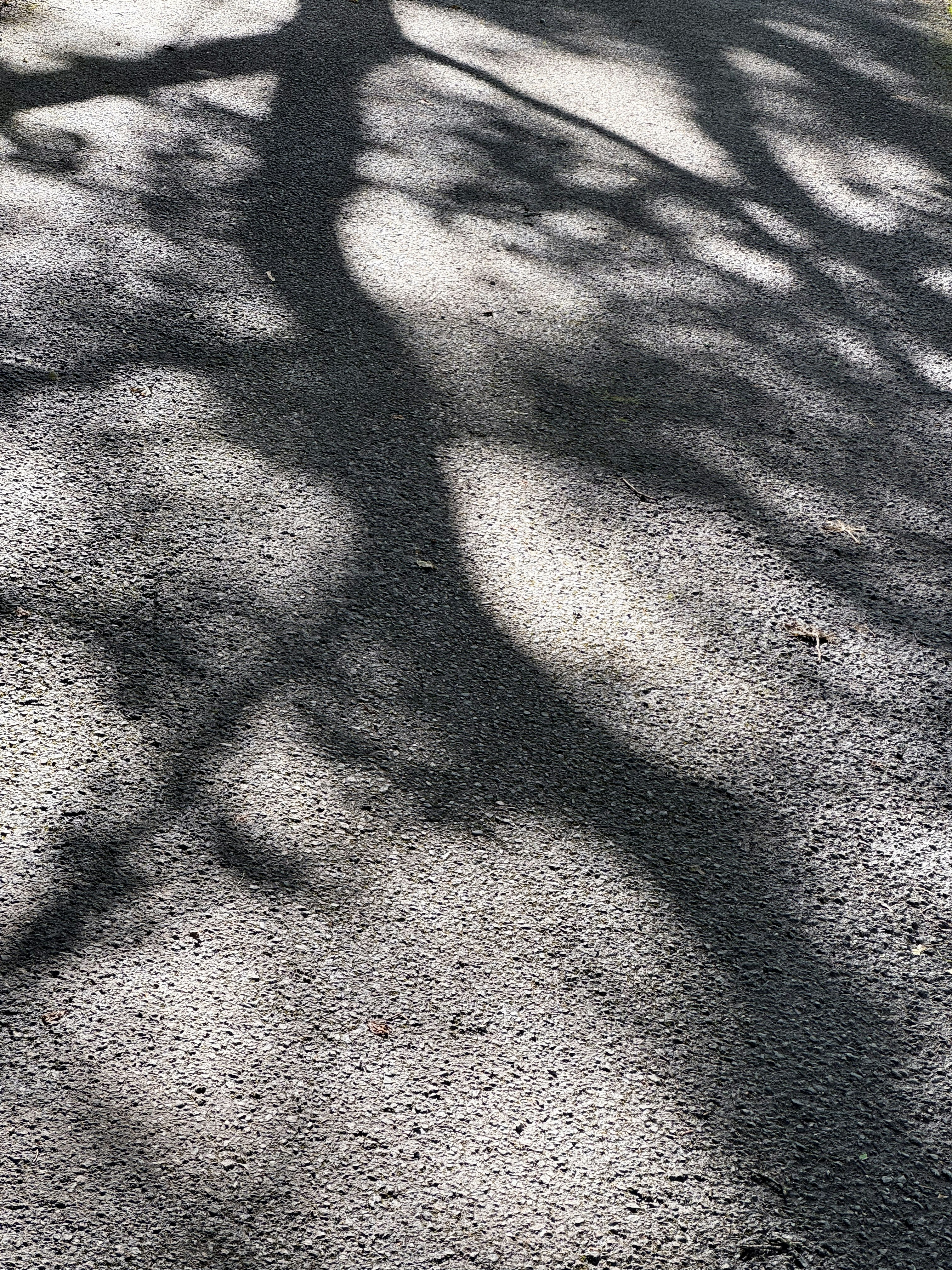 The shadow of a tree is cast on the ground.