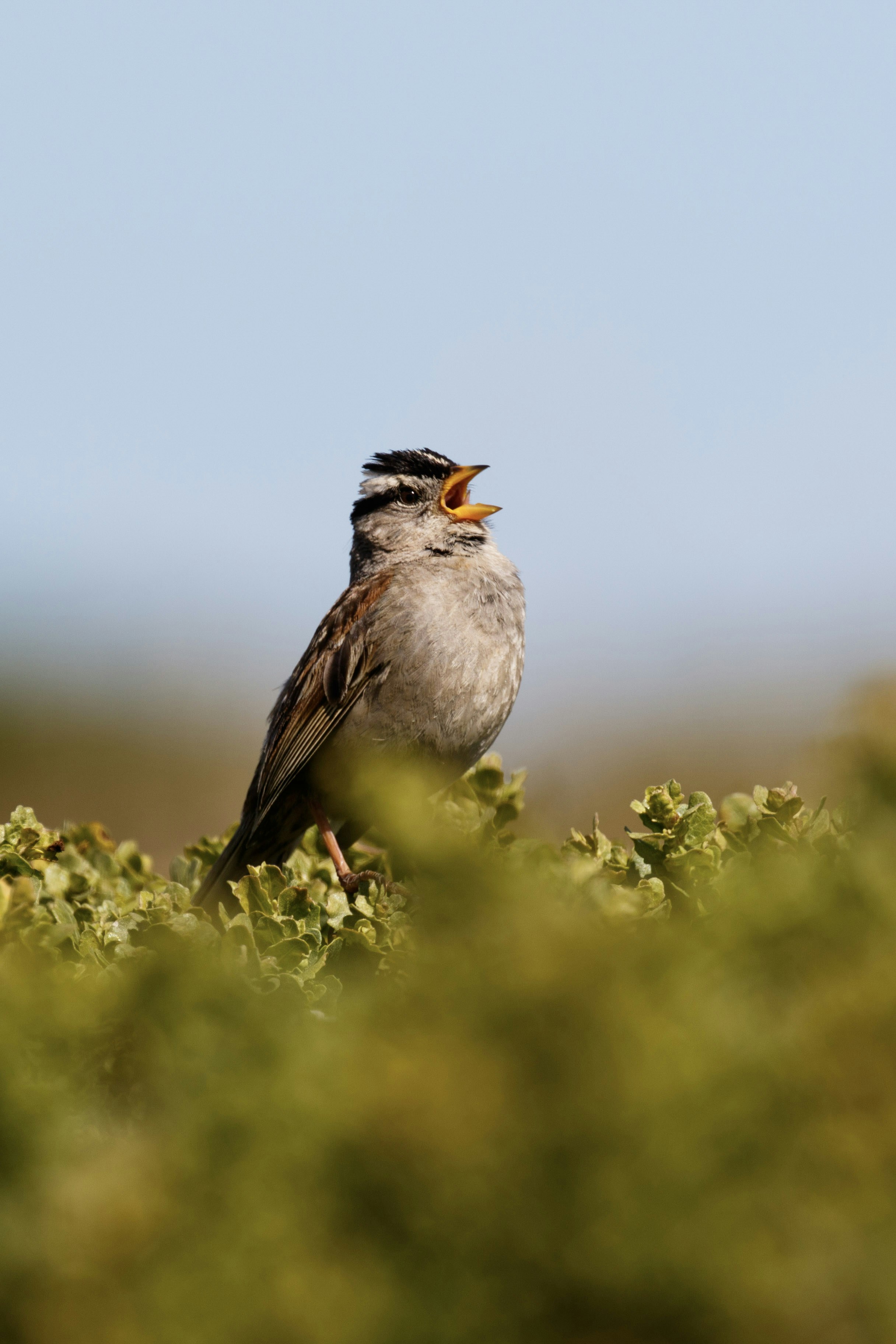 Photo by cswrightphoto