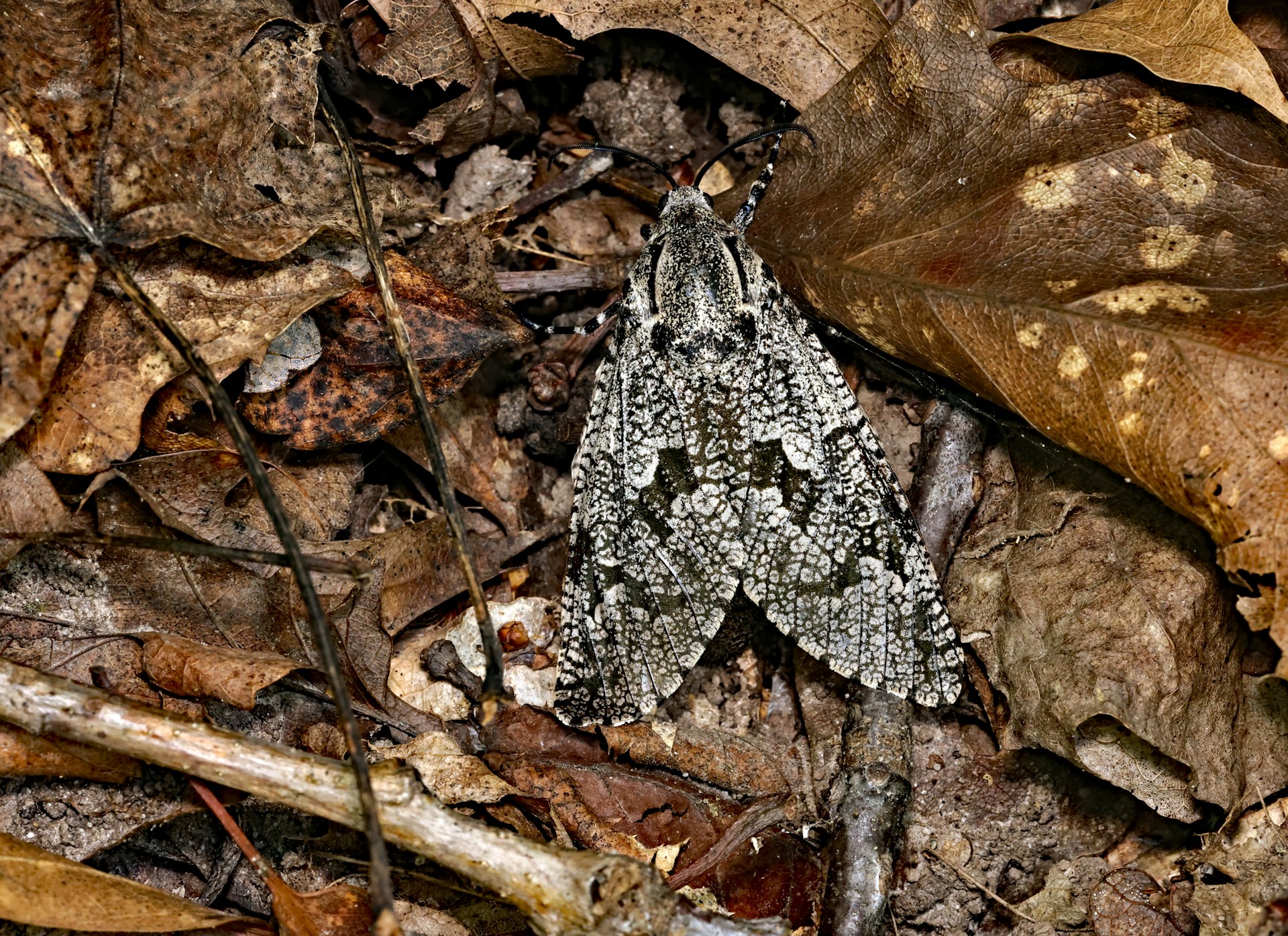 A moth camouflages itself among brown leaves.