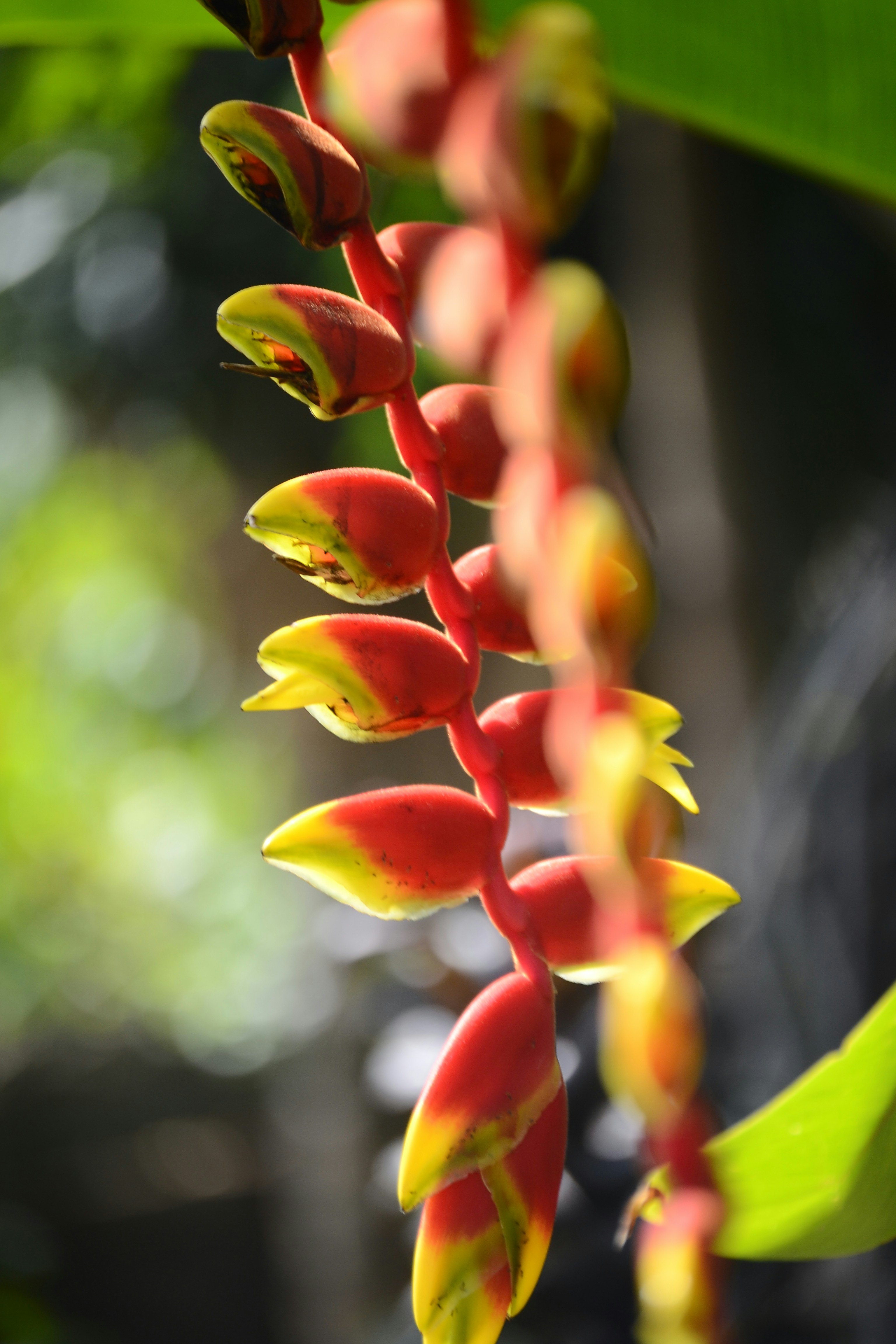 A cluster of red and yellow exotic flowers. photo – Free Flower Image on  Unsplash, image size:3000x4500