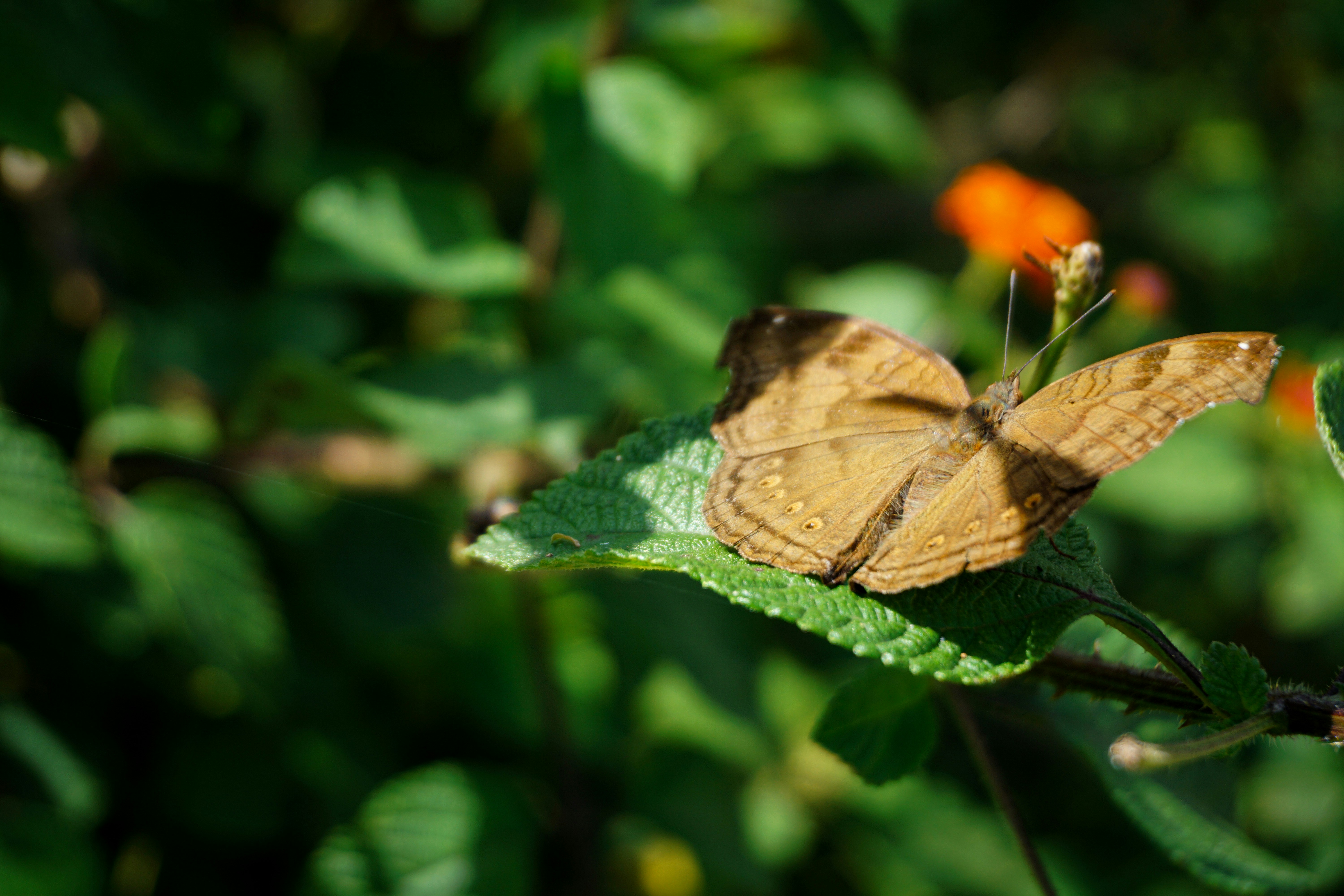 A butterfly rests on a green leaf.