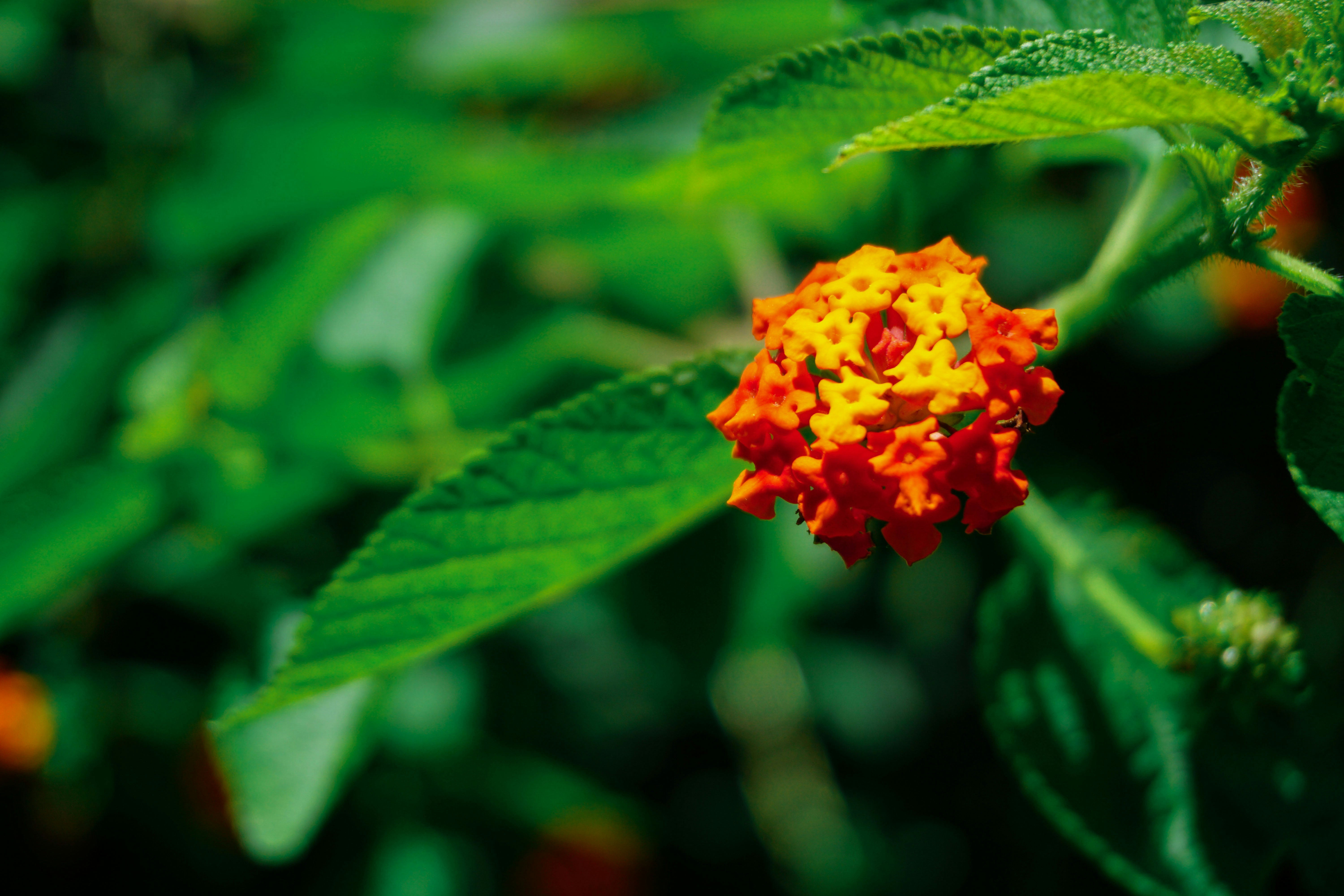 A vibrant flower stands amid green foliage.