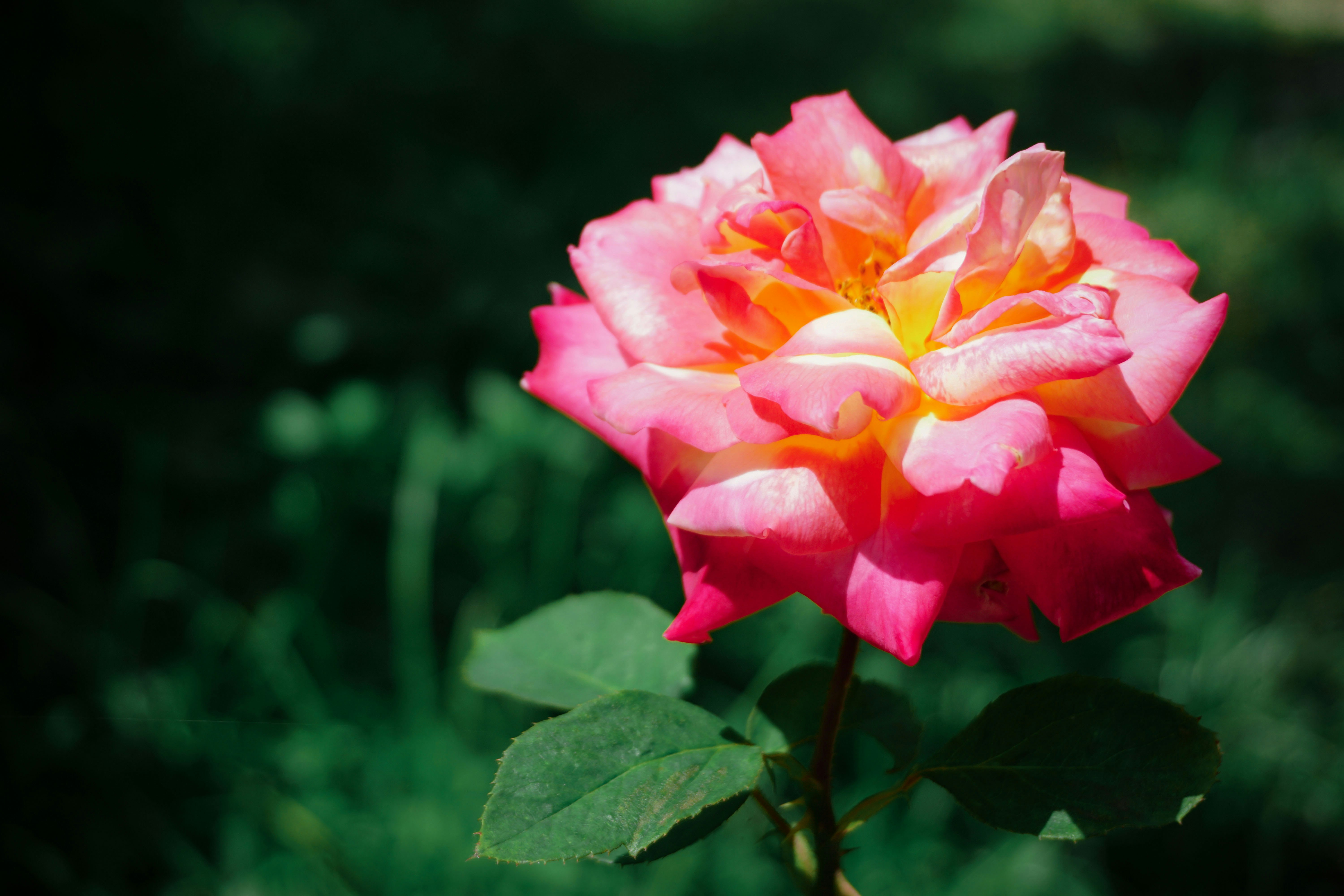 A beautiful pink rose in bloom.