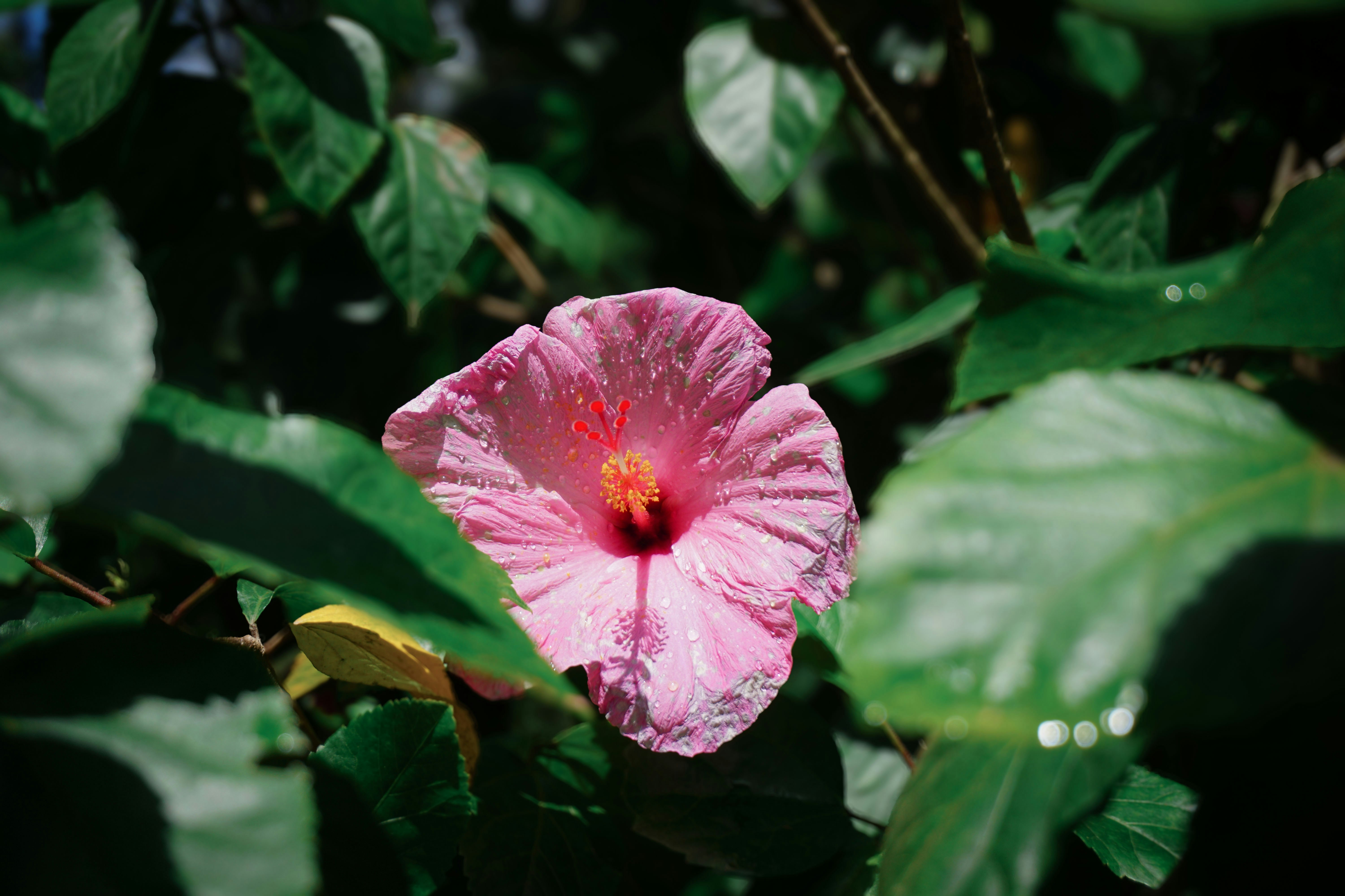 A pink hibiscus flower is surrounded by green leaves.